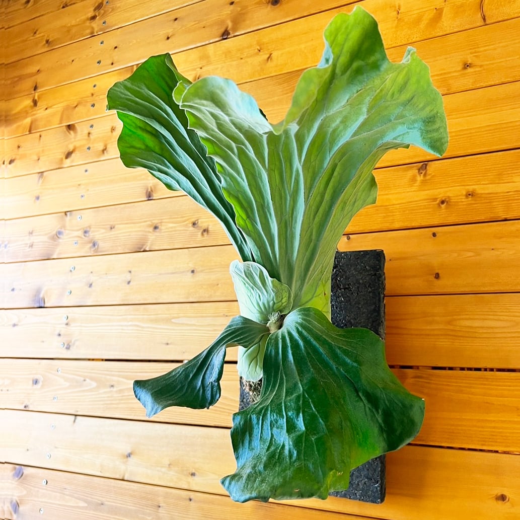 ビカクシダ エレファントティス 子株 板付 【観葉植物 壁掛け コウモリ