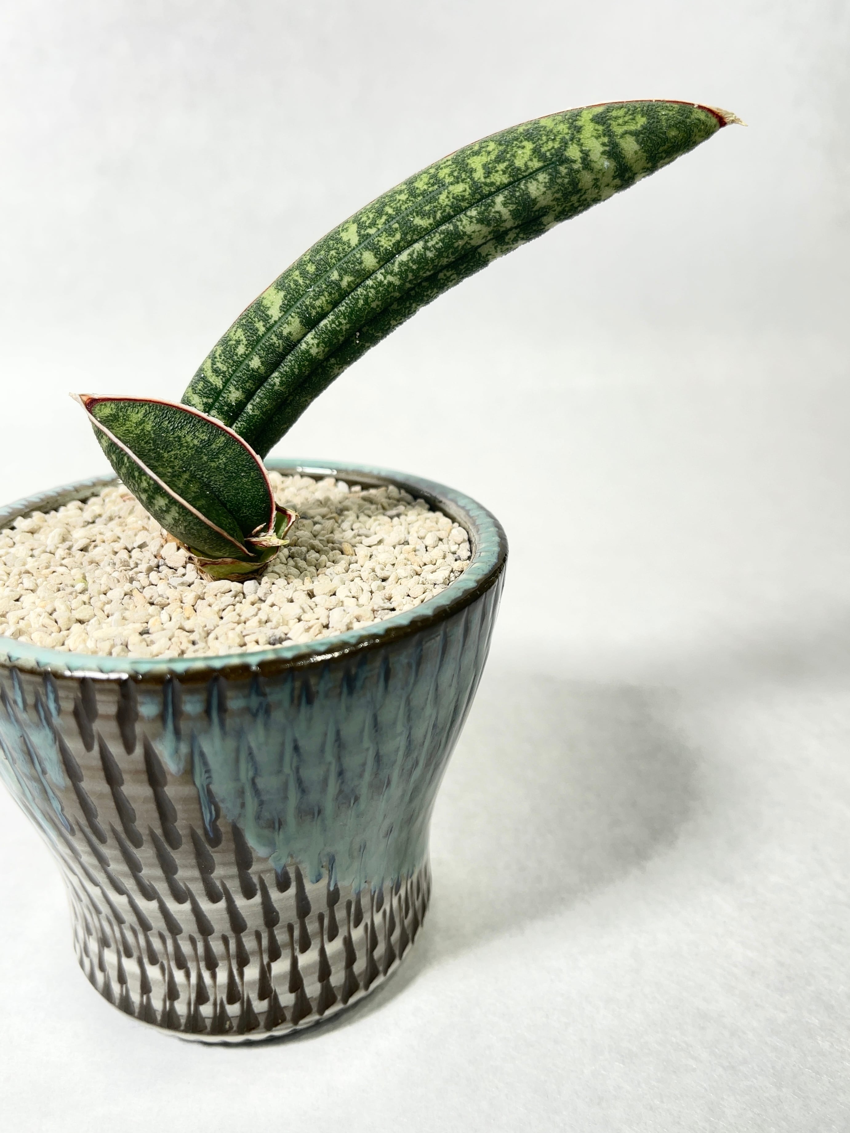 サンセベリア・タンザニアアルシャ | trigger