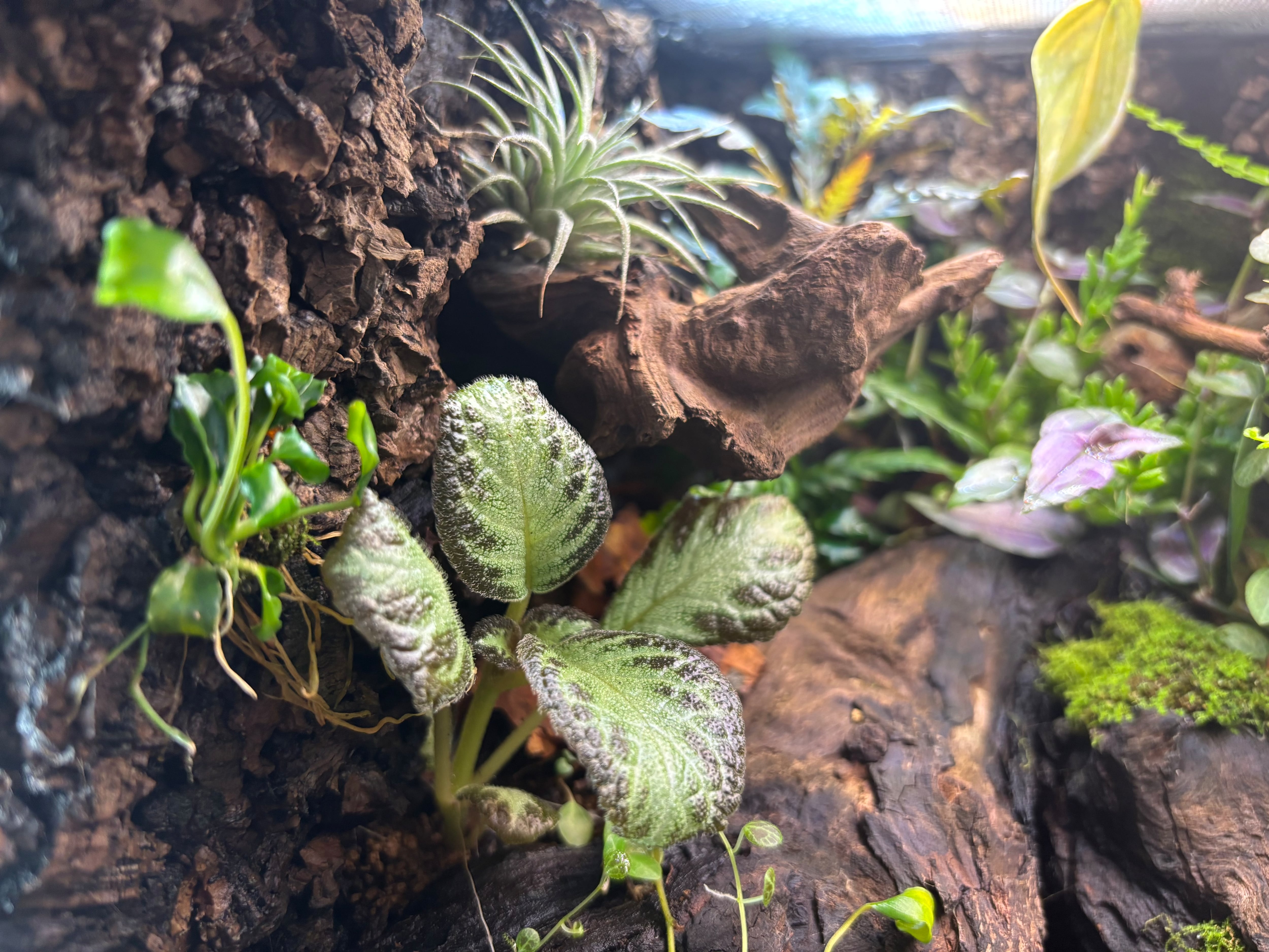 旧グラステラリウム3030 多湿系ビバリウム | SCALE_VIVARIUM | 蝉