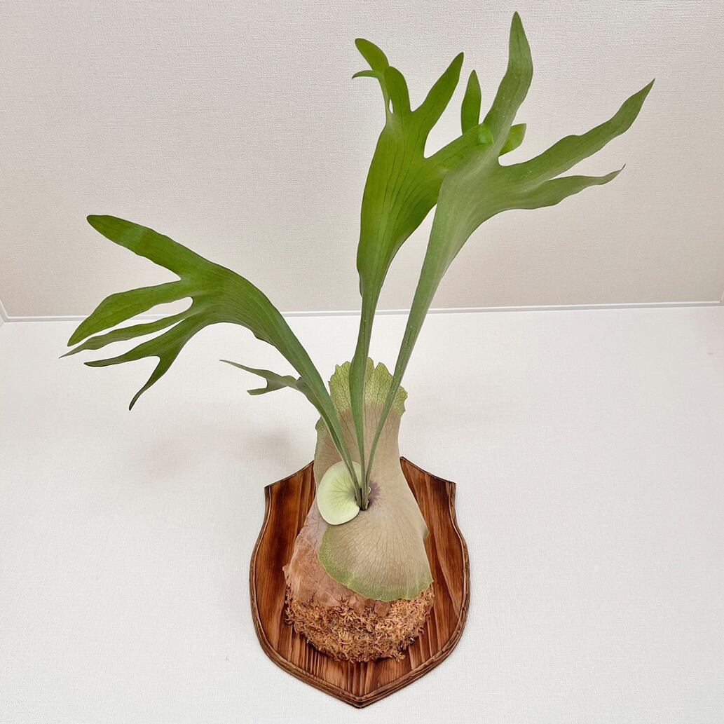 ビカクシダ ネザーランド 板付 【観葉植物 室内 コウモリラン