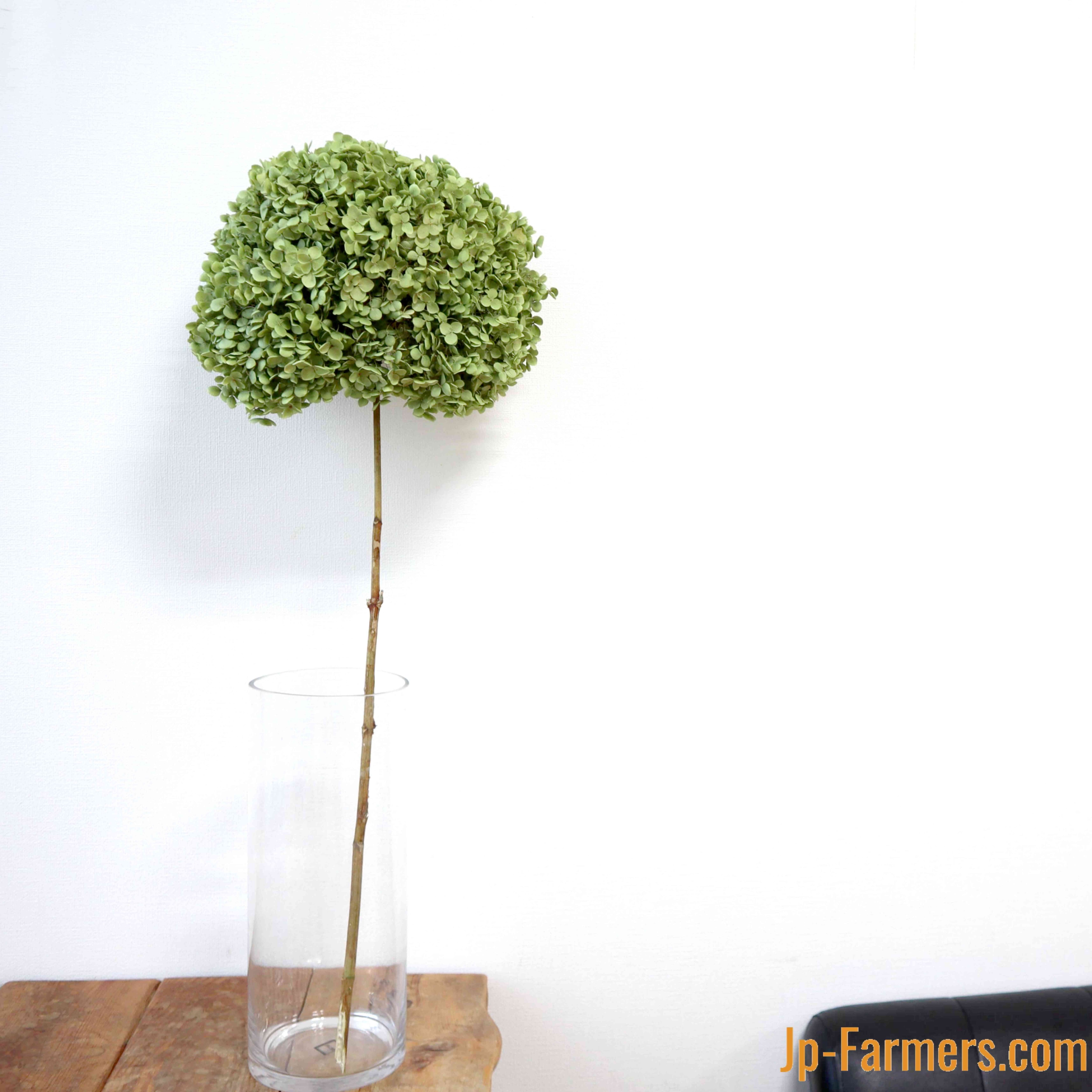 国産アナベルグリーンのドライフラワー 1本 | 新鮮お花問屋 Jp-Farmers.com