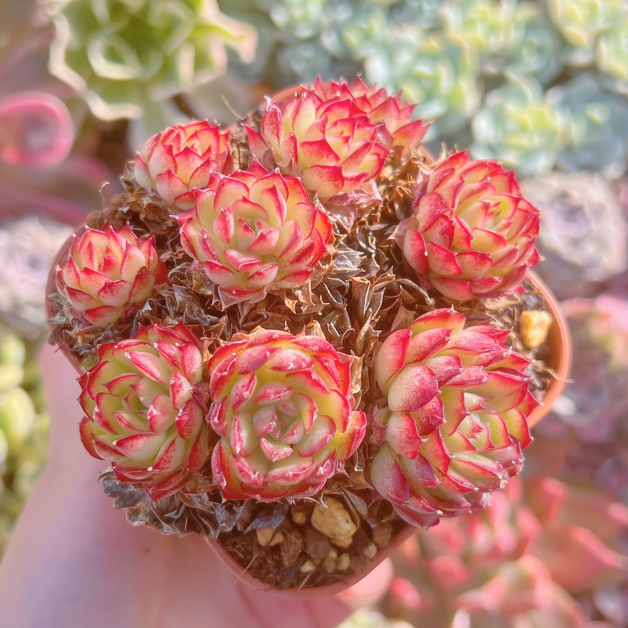 現品　ドリームローズ#888　るる農園