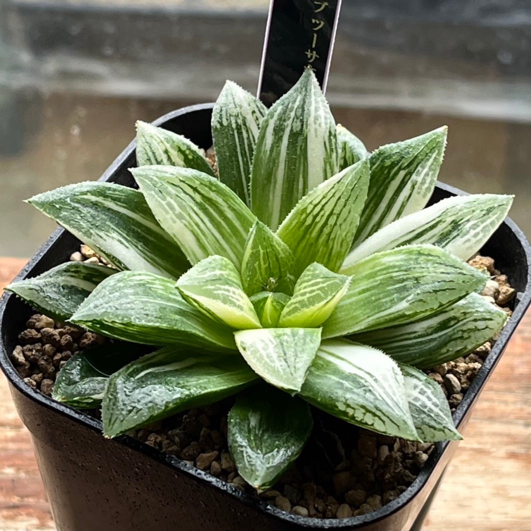 ハオルチア B型コンプトミュータント錦① ハオルチア B型コンプトミュータント錦① | mocono_plants