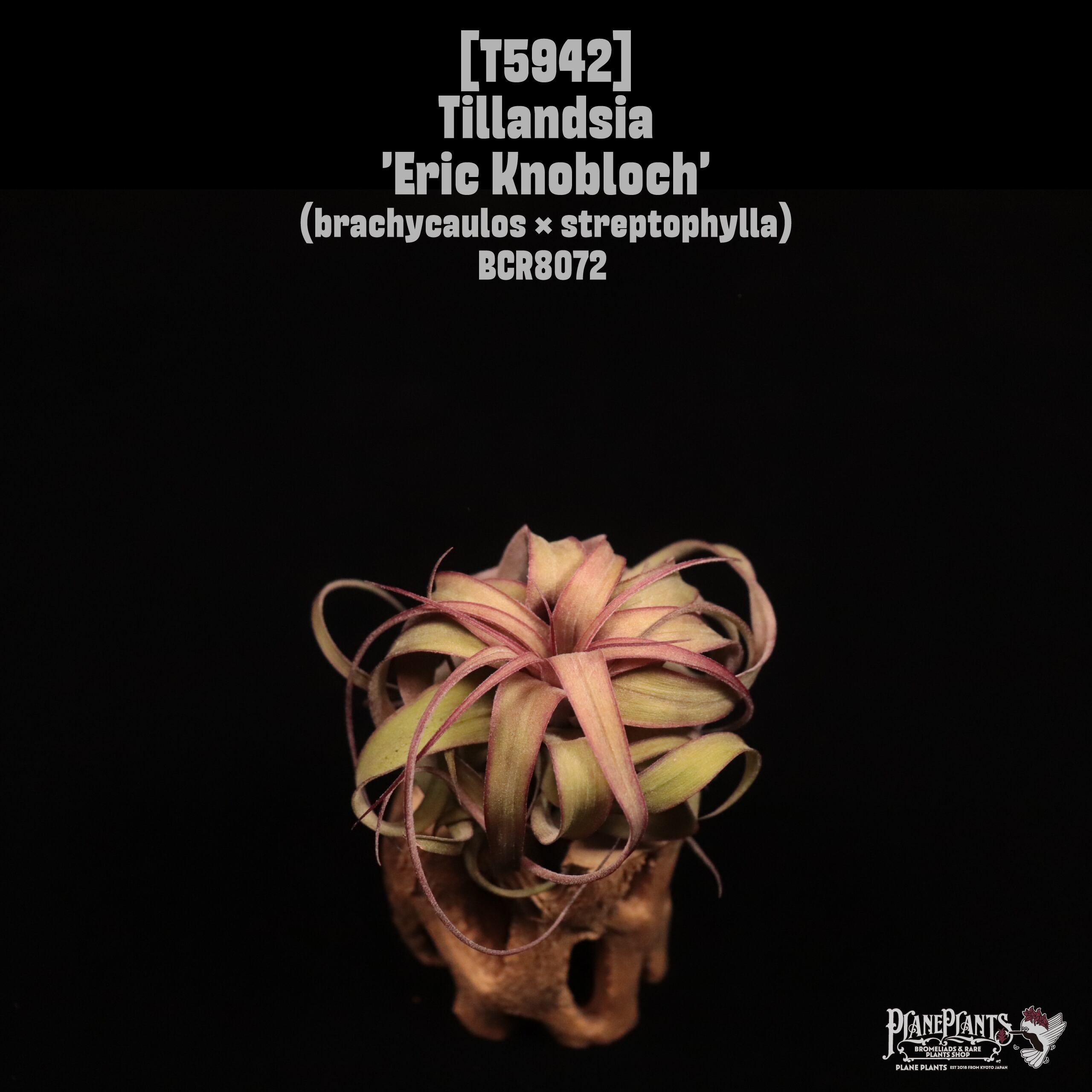 Tillandsia 'Eric Knobloch'〔ティランジア〕T5942