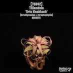 Tillandsia 'Eric Knobloch'〔ティランジア〕T5942
