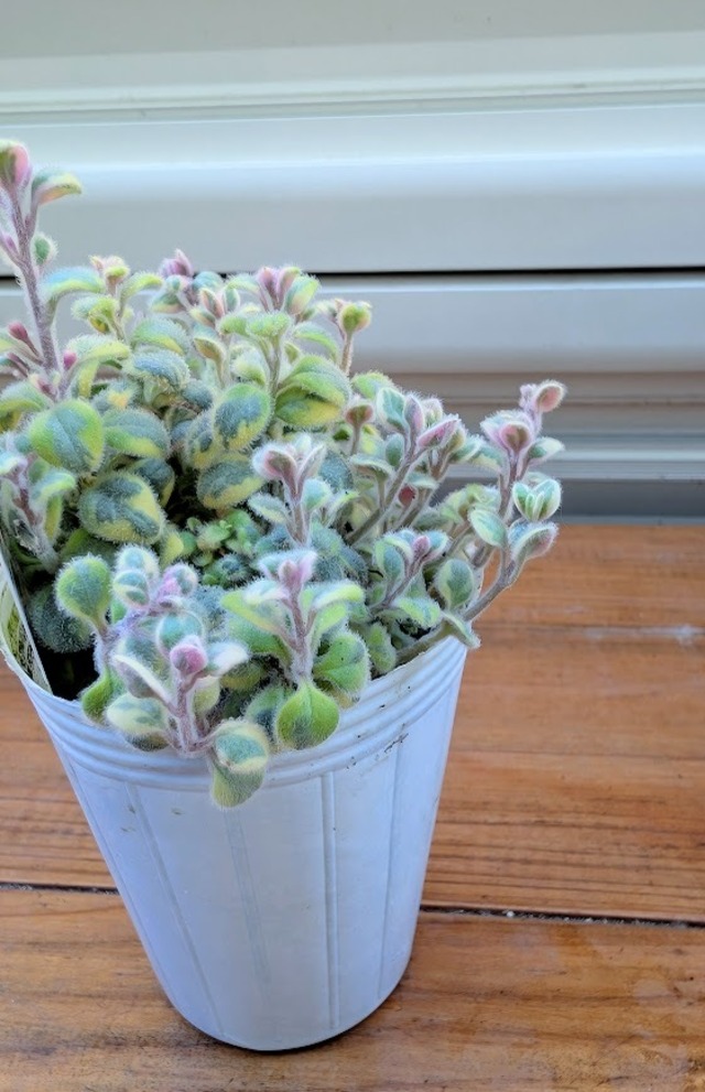 宿根金魚草『ムーンライトオブトリニティ』　2.5号ロングポット　１苗