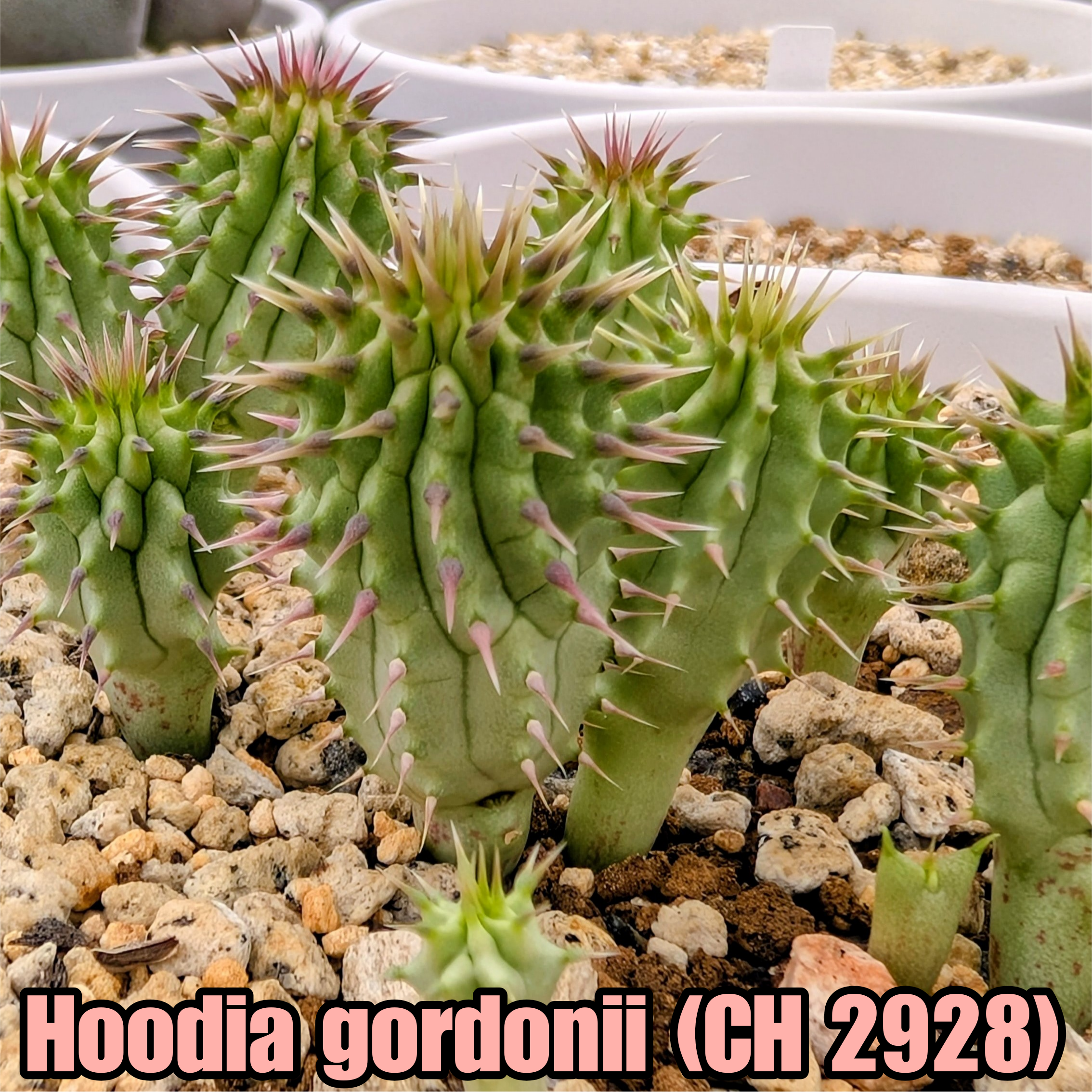 種子/10粒】Hoodia gordonii (CH 2928)/フーディア・ゴルドニー