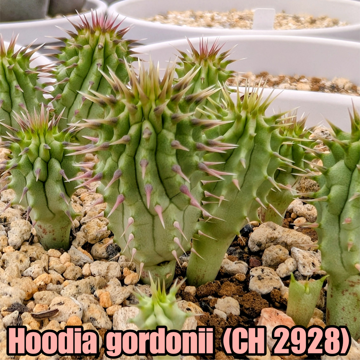 レア種！フーディア ゴルドニー！大きめ株！ 種子/10粒】Hoodia gordonii (CH 2928)/フーディア・ゴルドニー