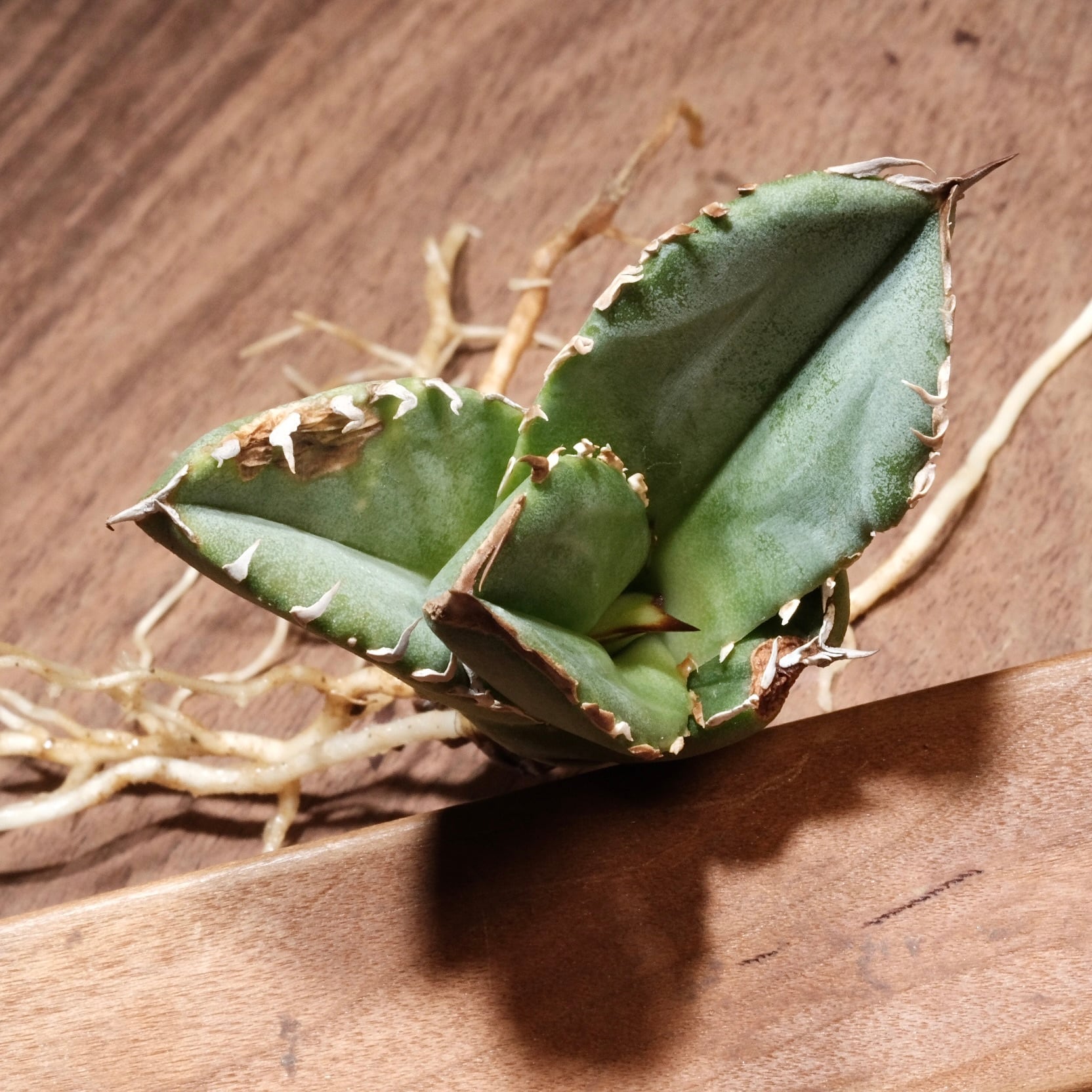 アガベ チタノタ CJ-4 子株 cjplants オテロイ agave titanota