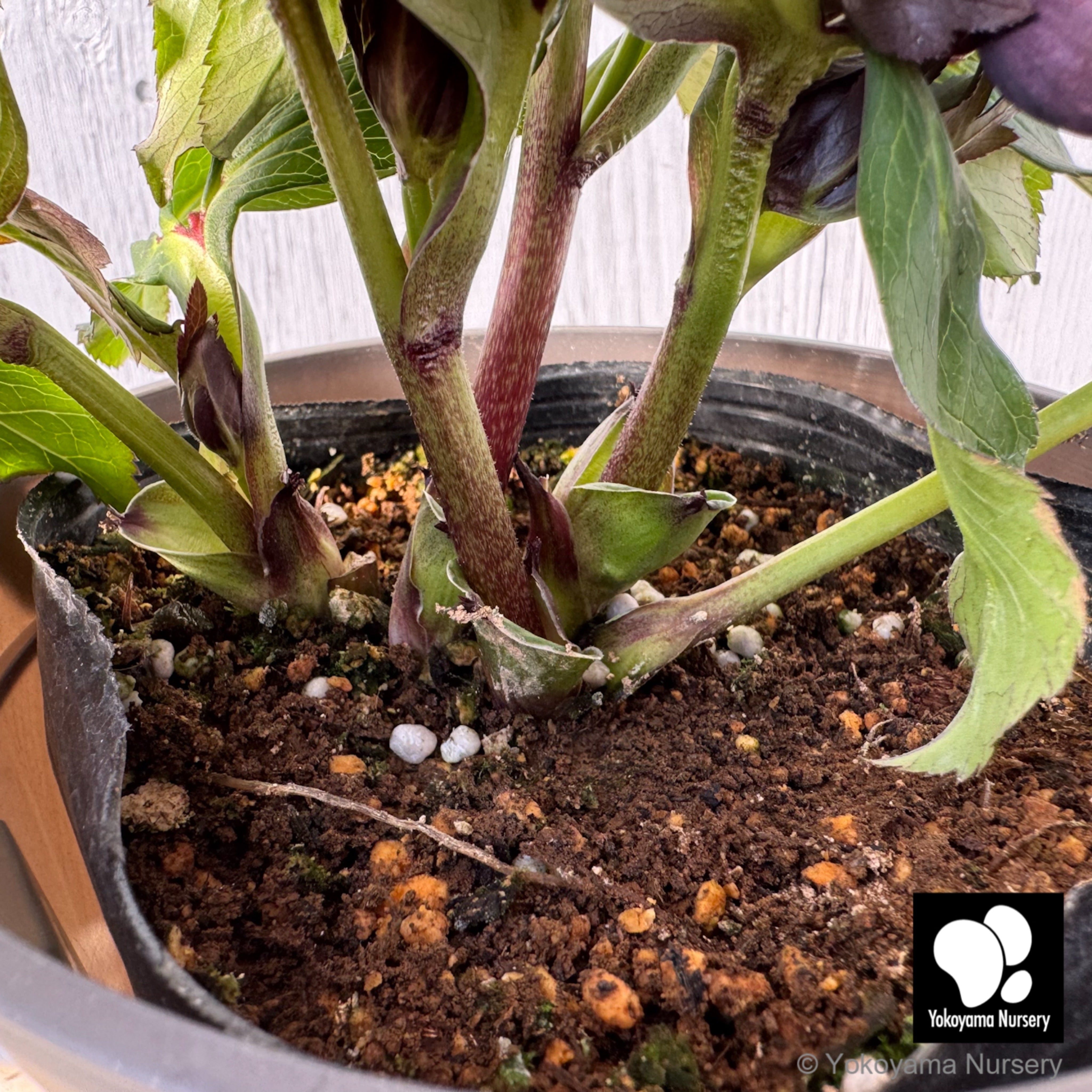 抽選販売】［13］ クリスマスローズ ダブル ブラック 4.5号 | 横山園芸