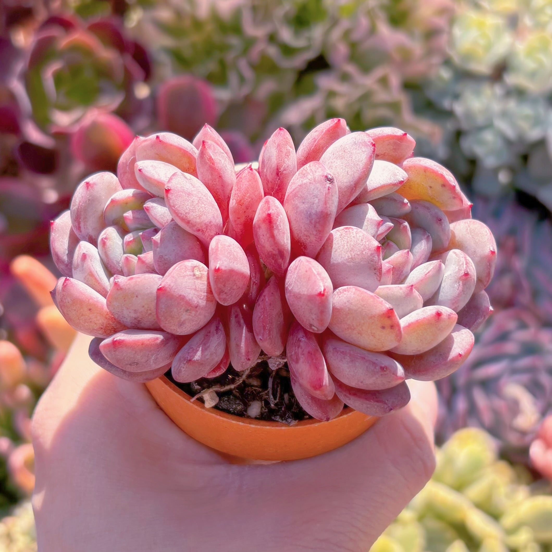 甘露 ① 抜き苗 多肉植物