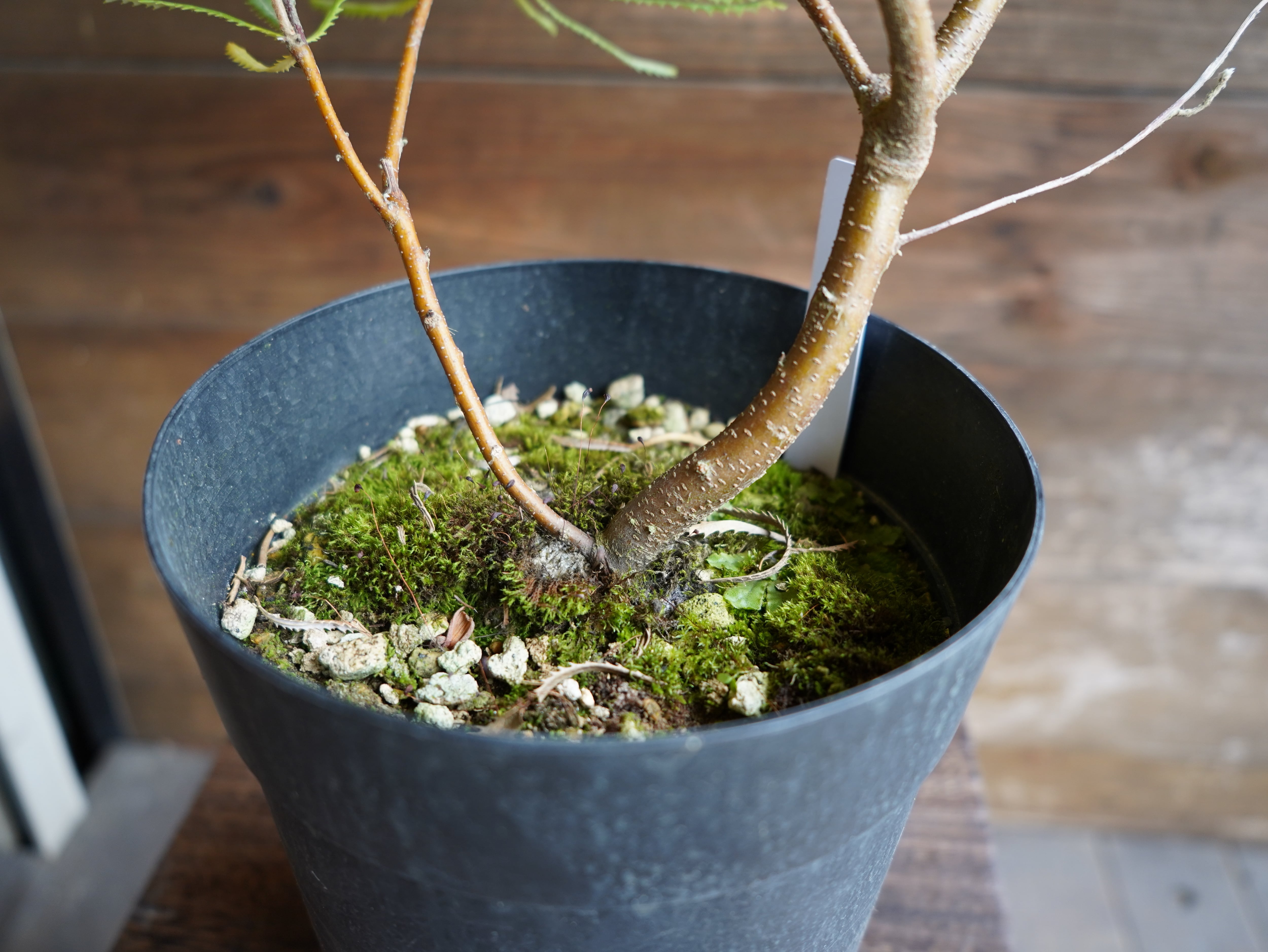 【現物】バンクシア ”スピヌローサ” B(ヘアピンバンクシア)