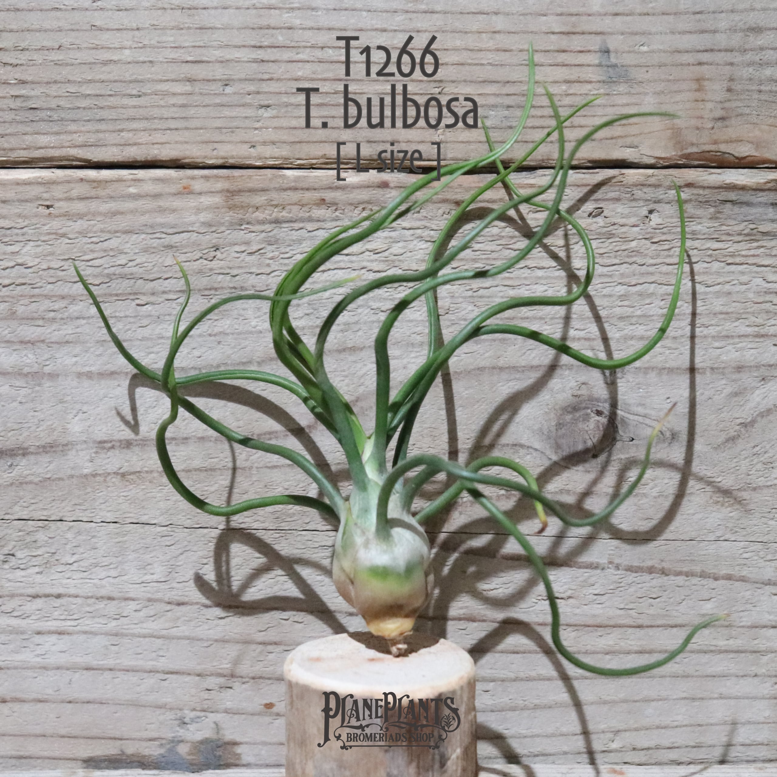 52964885b8a46af27adddc03d603f8