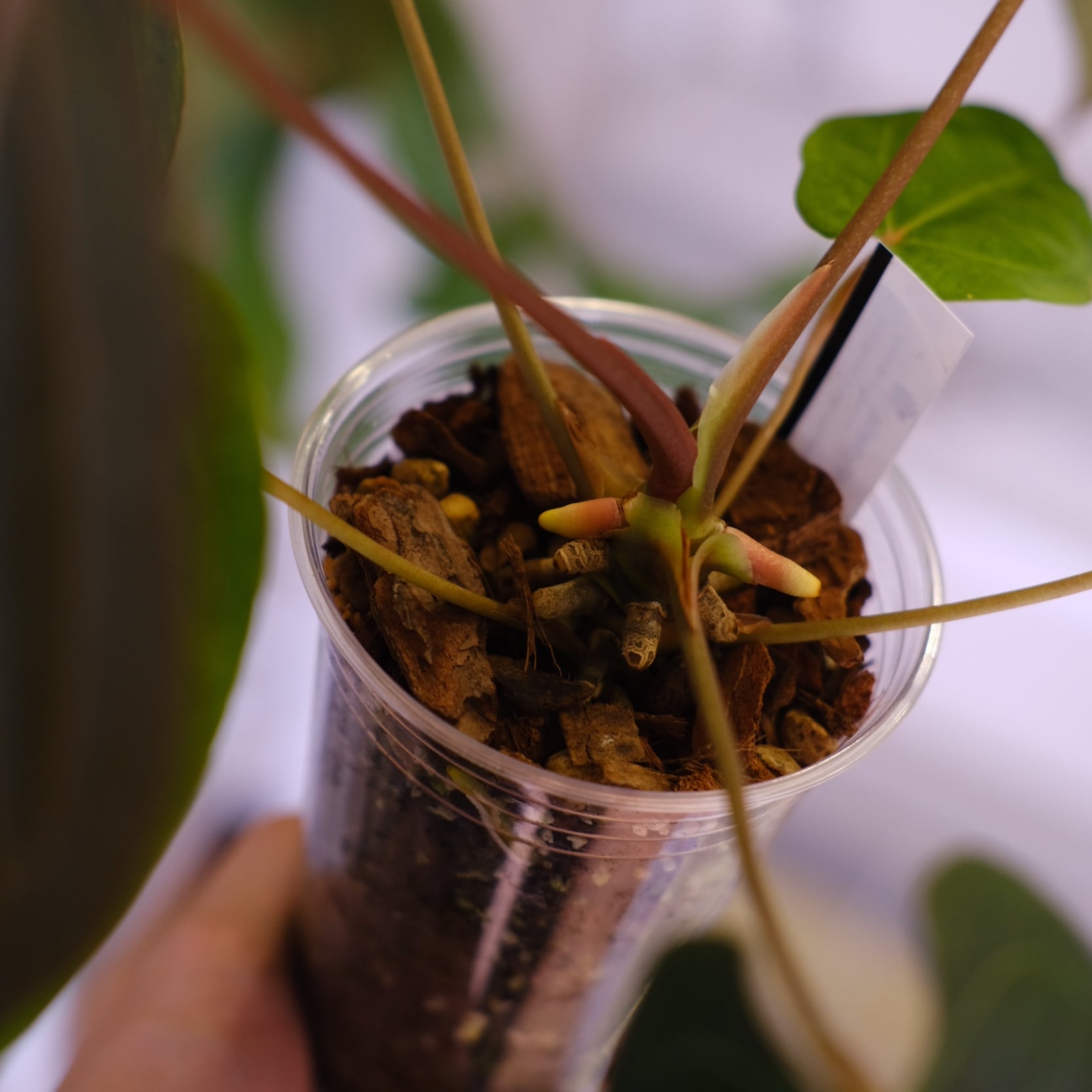 Anthurium Ace of Spade × Anthurium Zara × Michelle│アンスリウム