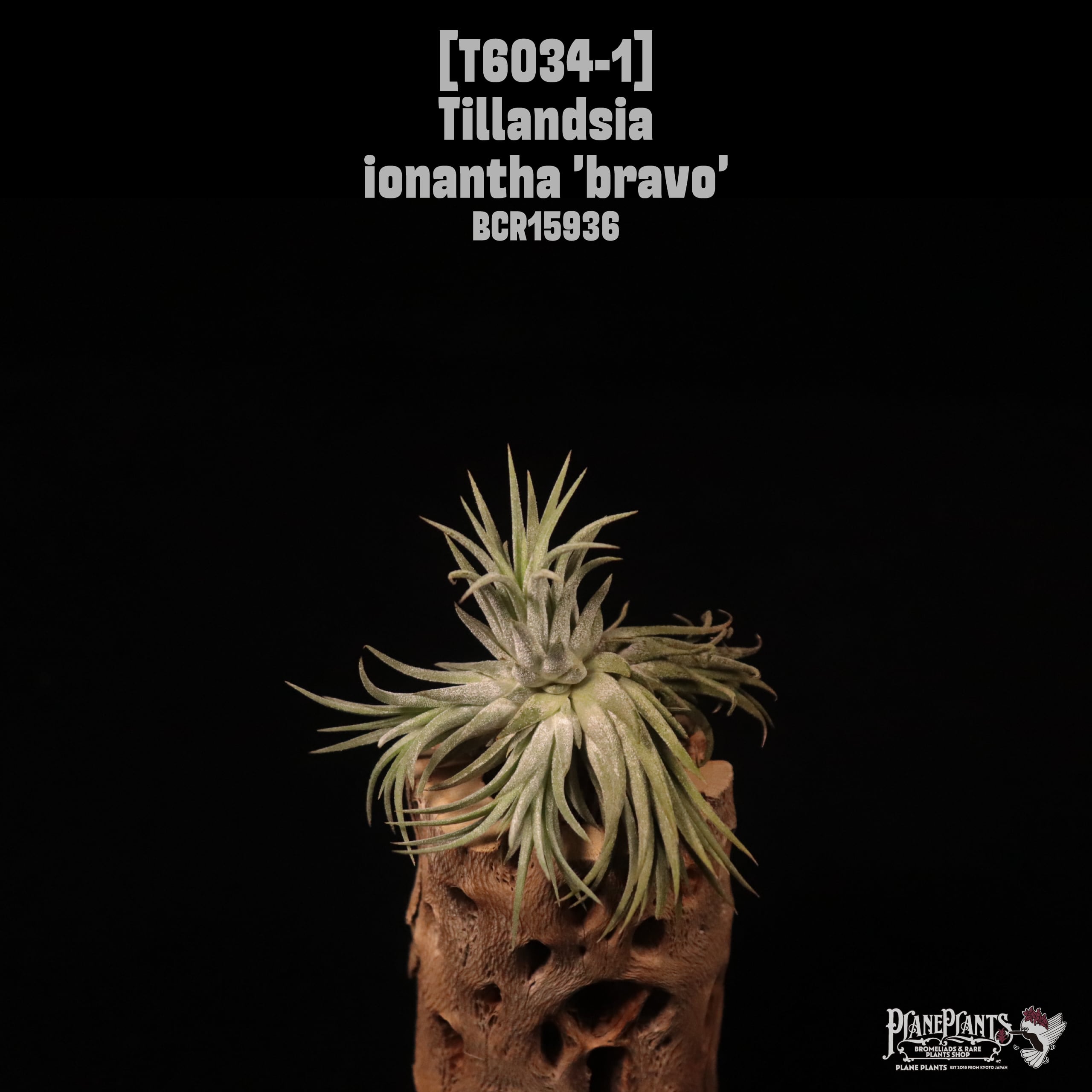 Tillandsia ionantha 'Bravo' Clump〔ティランジア〕T6034-1