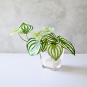 フェイクグリーン 卓上 観葉植物 ペペロミア ガラス花瓶 H18cm