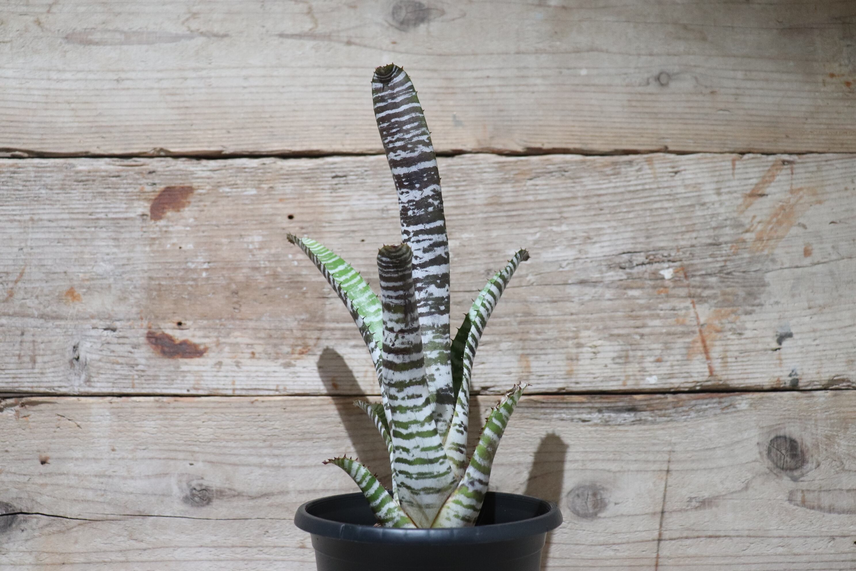 送料無料】Aechmea chantinii cv. 'Dark DeLeon' 〔エクメア〕現品発送