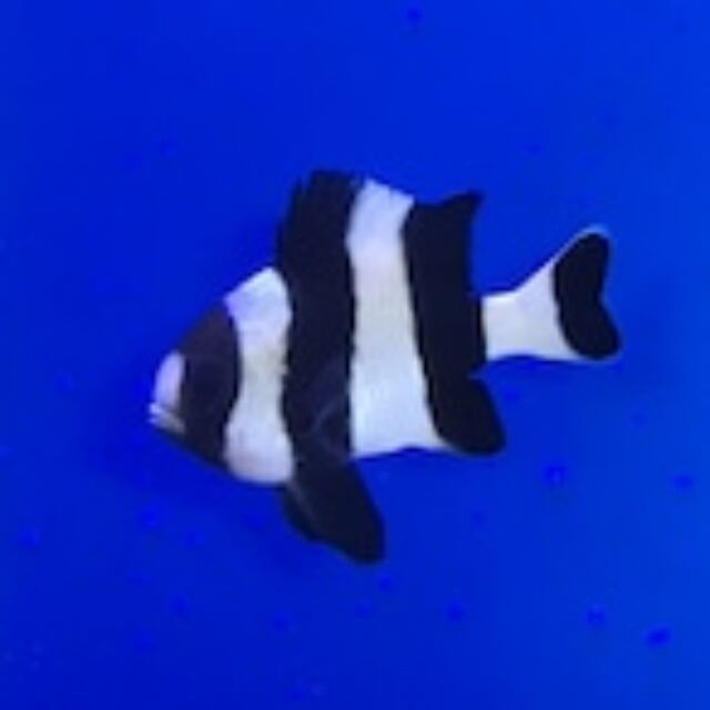 ５匹 ヨスジリュウキュウスズメダイ ３CM前後 SM/MSサイズ インドネシア 海水魚 熱帯魚 生体 即決 ８０サイズ関東送料８７３円