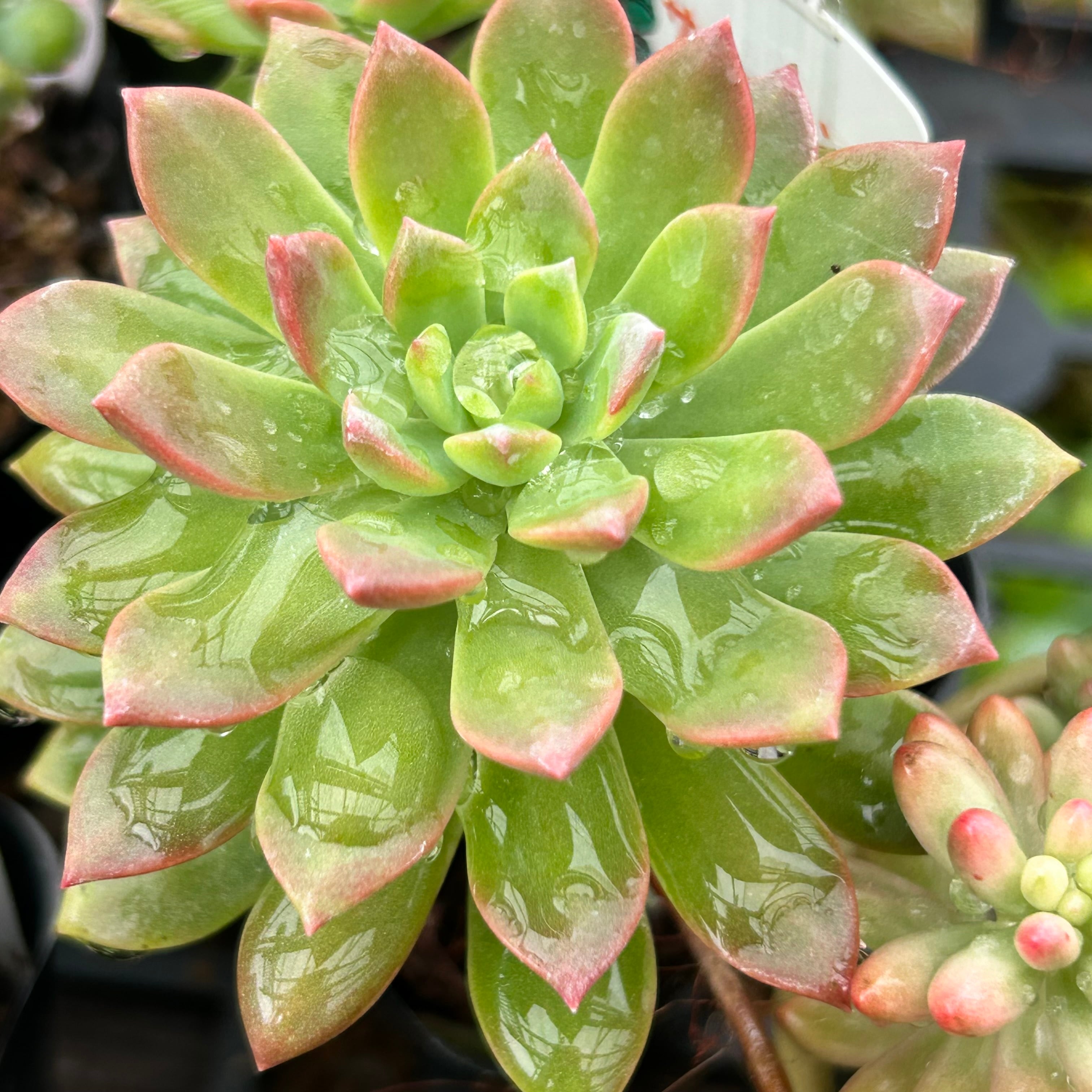和歌山県K様専用(マッコス | RuPo 多肉植物専門店
