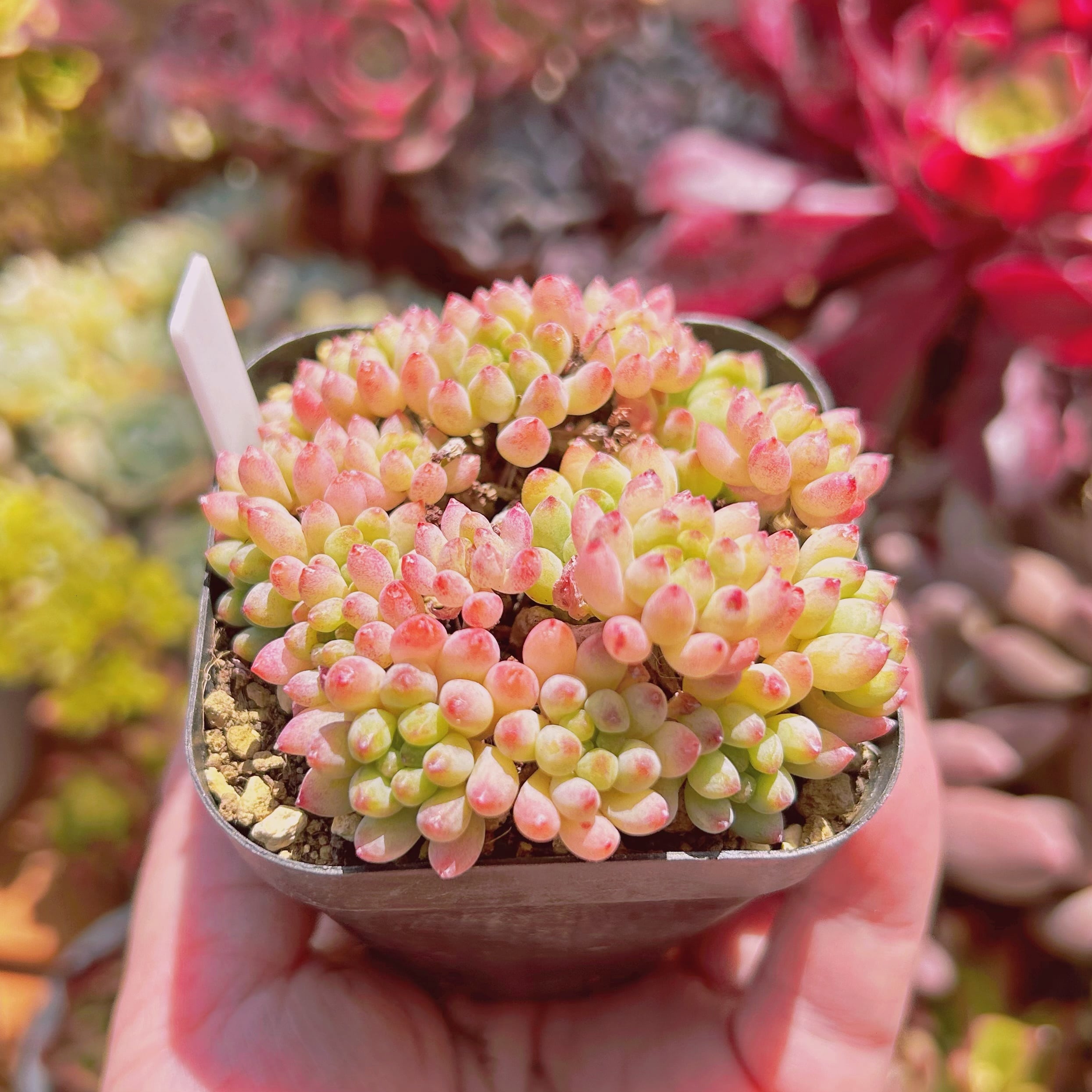 237現物 多肉植物 花火 抜き苗 | るる農園~多肉植物専門