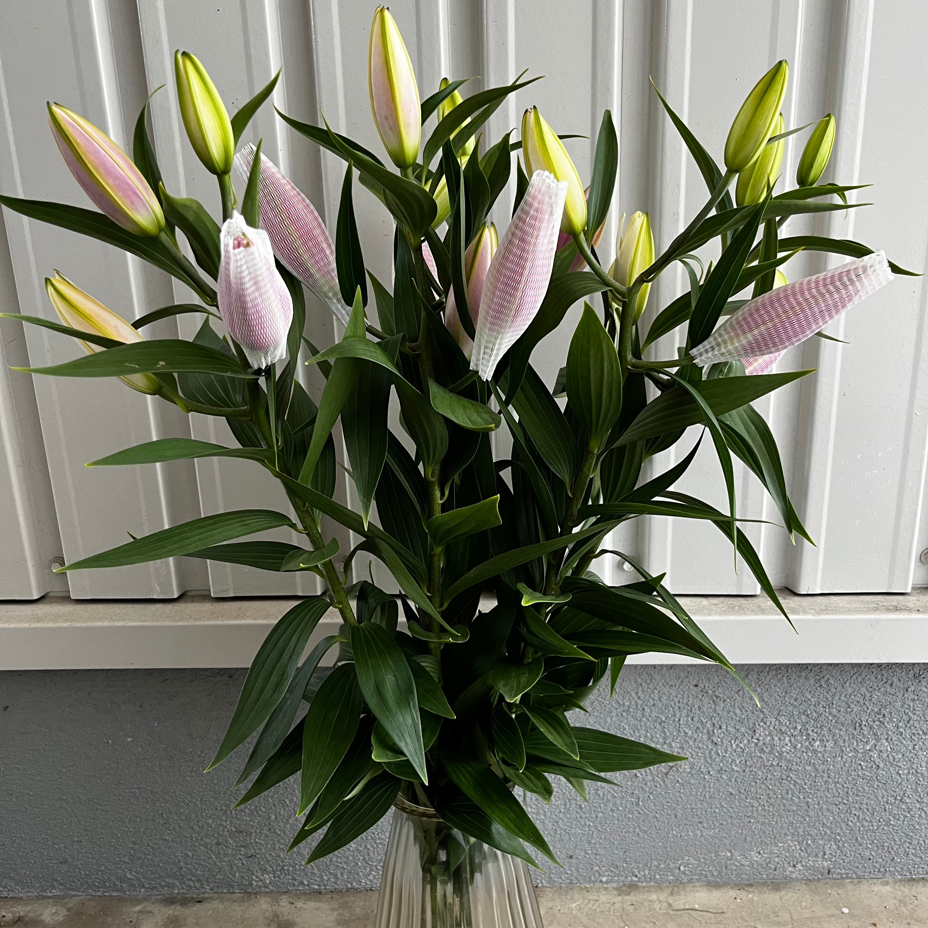 愛されピンクの八重咲きユリ ディアンサ 5本 | 新鮮お花問屋 Jp