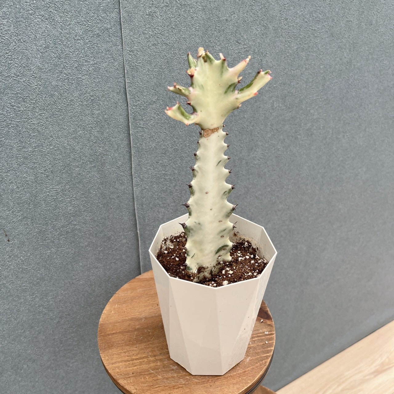 現品］【希少】2番 ユーフォルビア ホワイトゴースト 4号 観葉植物
