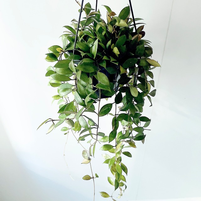 《人気》Hoya ホヤ レベッカ 観葉植物 吊り下げ calm cafe
