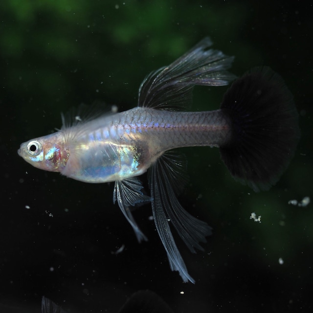 【現物】プラチナダークドラゴンビッグドーサルダンボリボン　1カルテット＋おまけ1トリオ