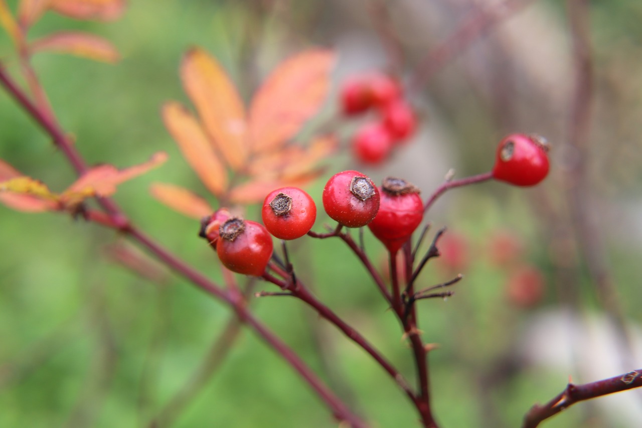 オオタカネバラ（大高嶺薔薇）9ｃｍポット【山野草】の画像03