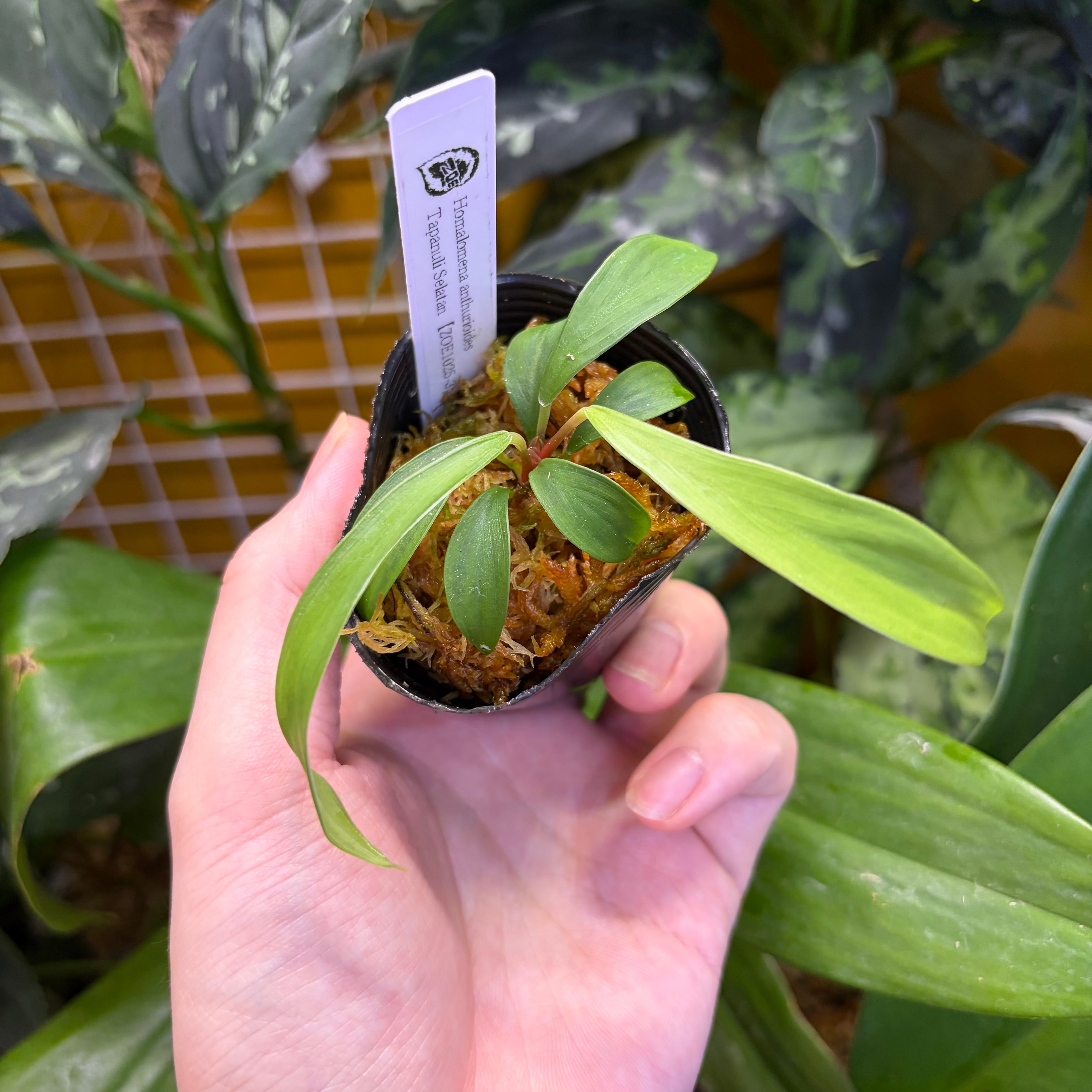 Homalomena sp. 黒雫 Langkat Sumatera Utara 【ZOE0525-1p】金葉個体