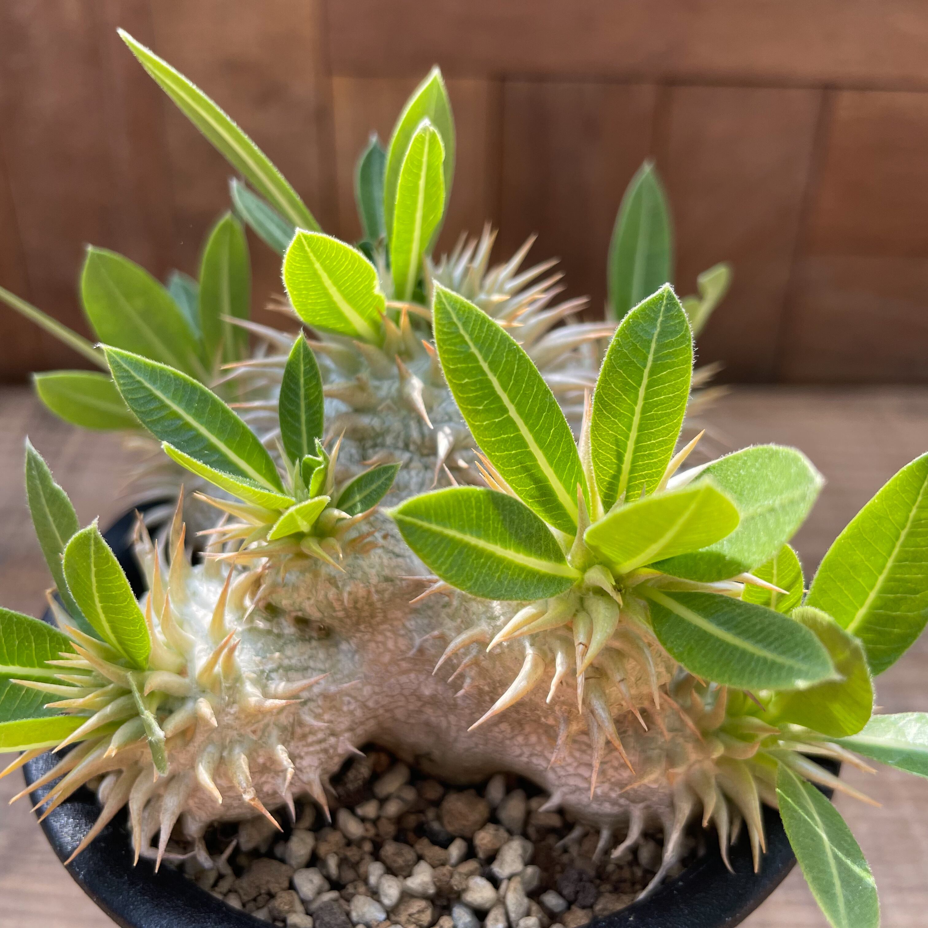 Pachypodium brevicaule ssp . Leucoxanthum【パキポディウム・レウコキサンツム・実生】 | RIMO'S ...