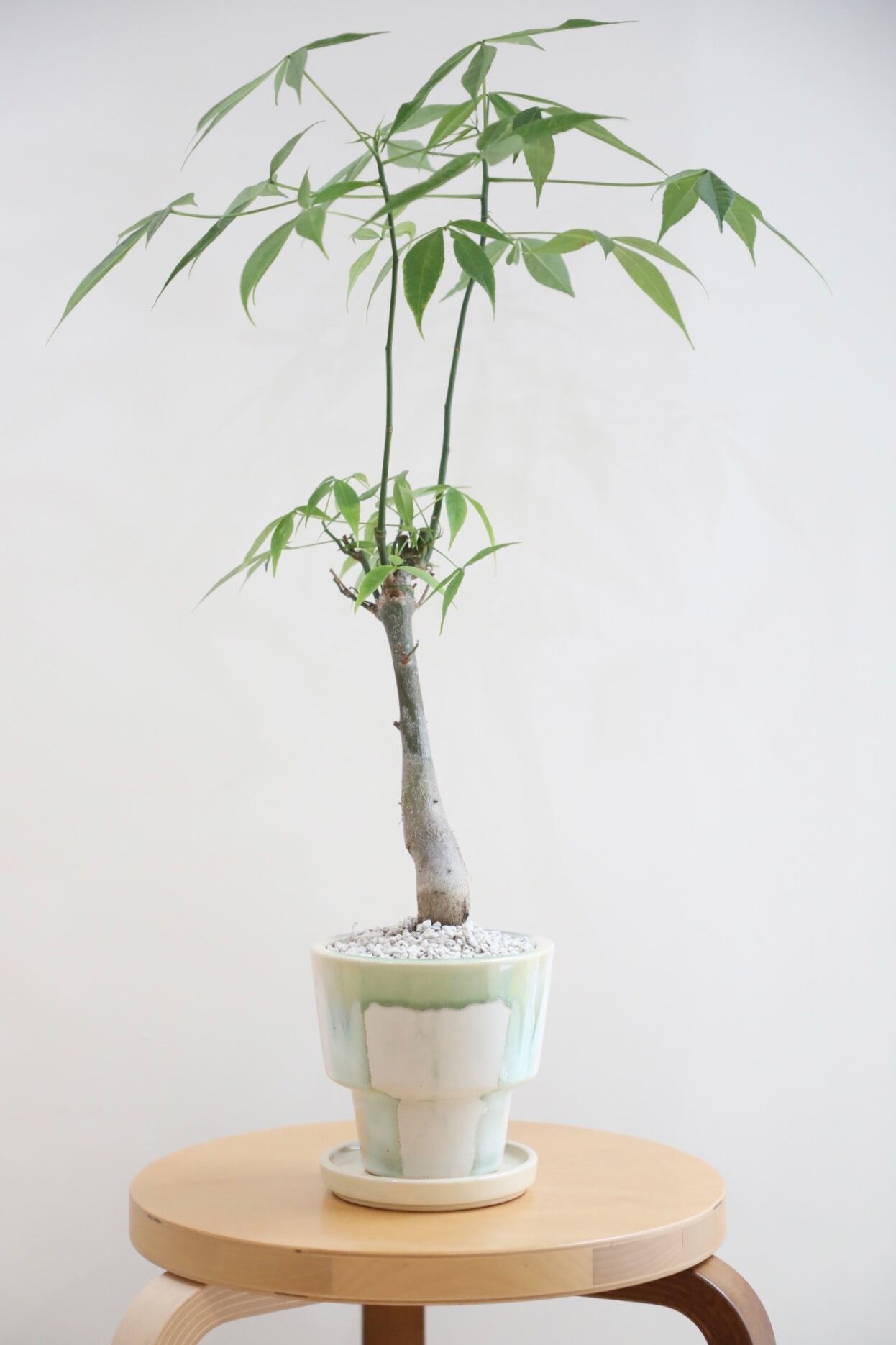 M】トックリキワタ/Ceiba speciosa | 【厳選植物・器】MIDORI DOUMEI