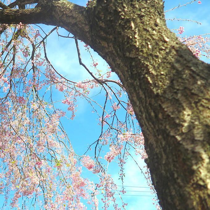 【一点物】✦⋆.八ヶ岳の森の贈り物 ✦⋆.·考える猫と桜の木とムーンストーンのアロマボトルネックレス ⋆.·✦
