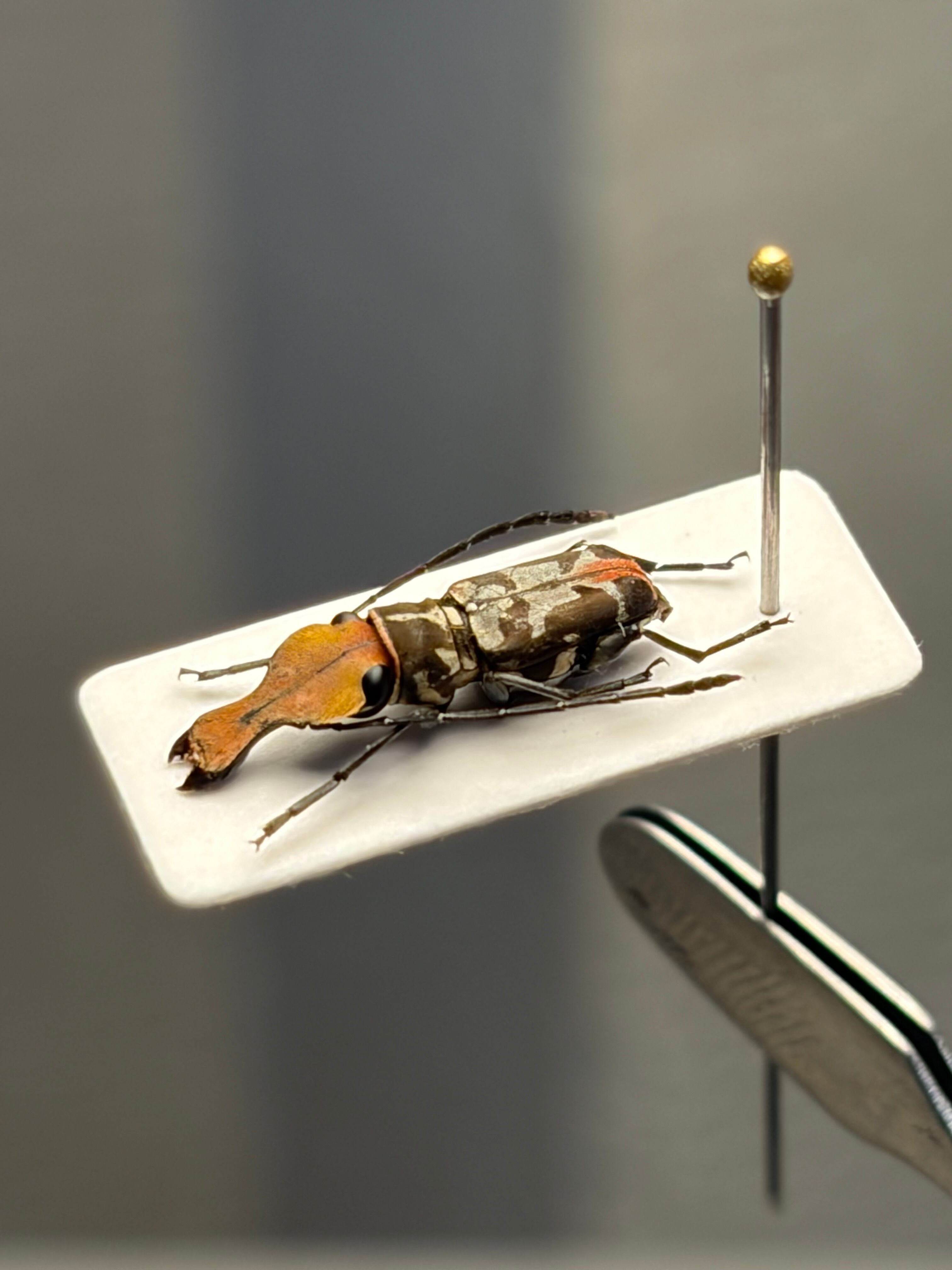 12mm】ヒョットコヒゲナガゾウムシ 標本 Systaltocerus platyrhinus 変