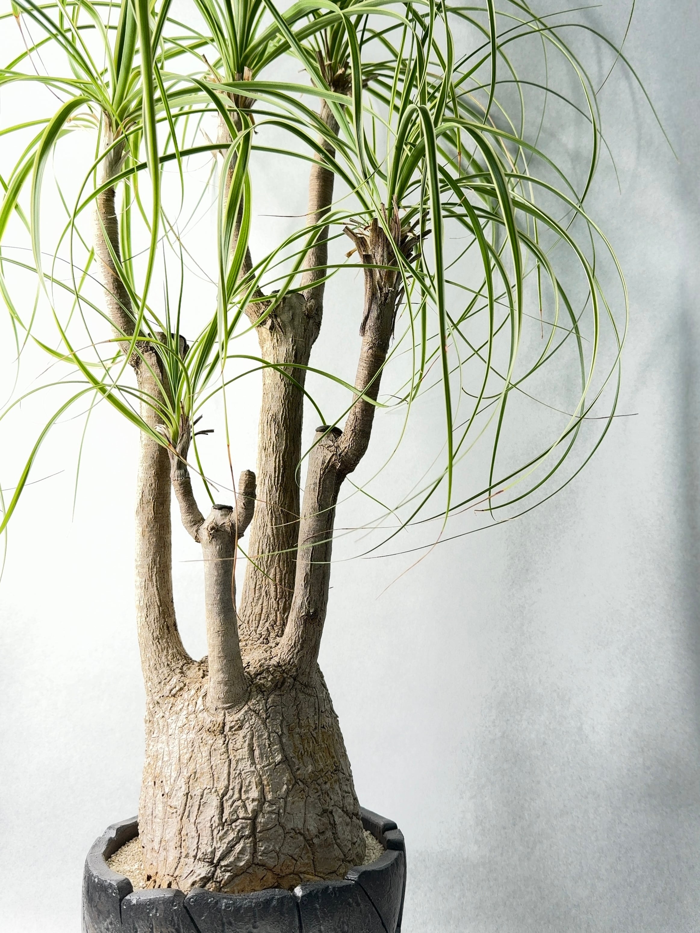 ガジュマル　フィカス 気根付き 観葉植物 フィカス・ガジュマル | trigger