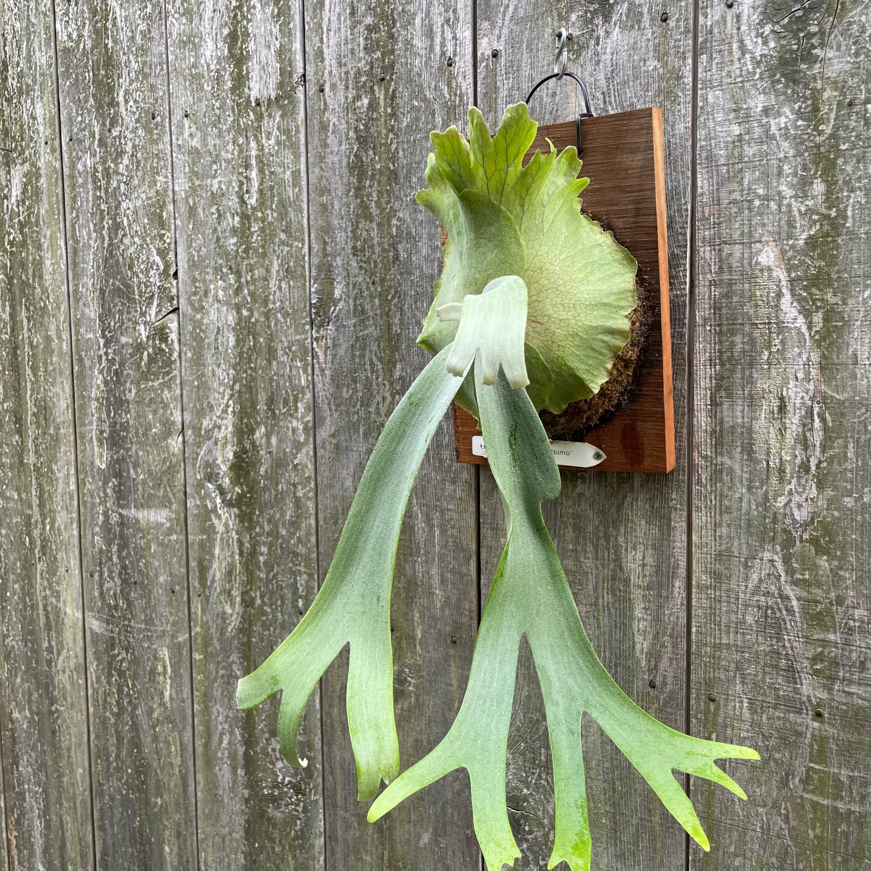 P.willinckii cv. 月雲（Tsukikumo）pup P. willinckii Makigumo (巻雲