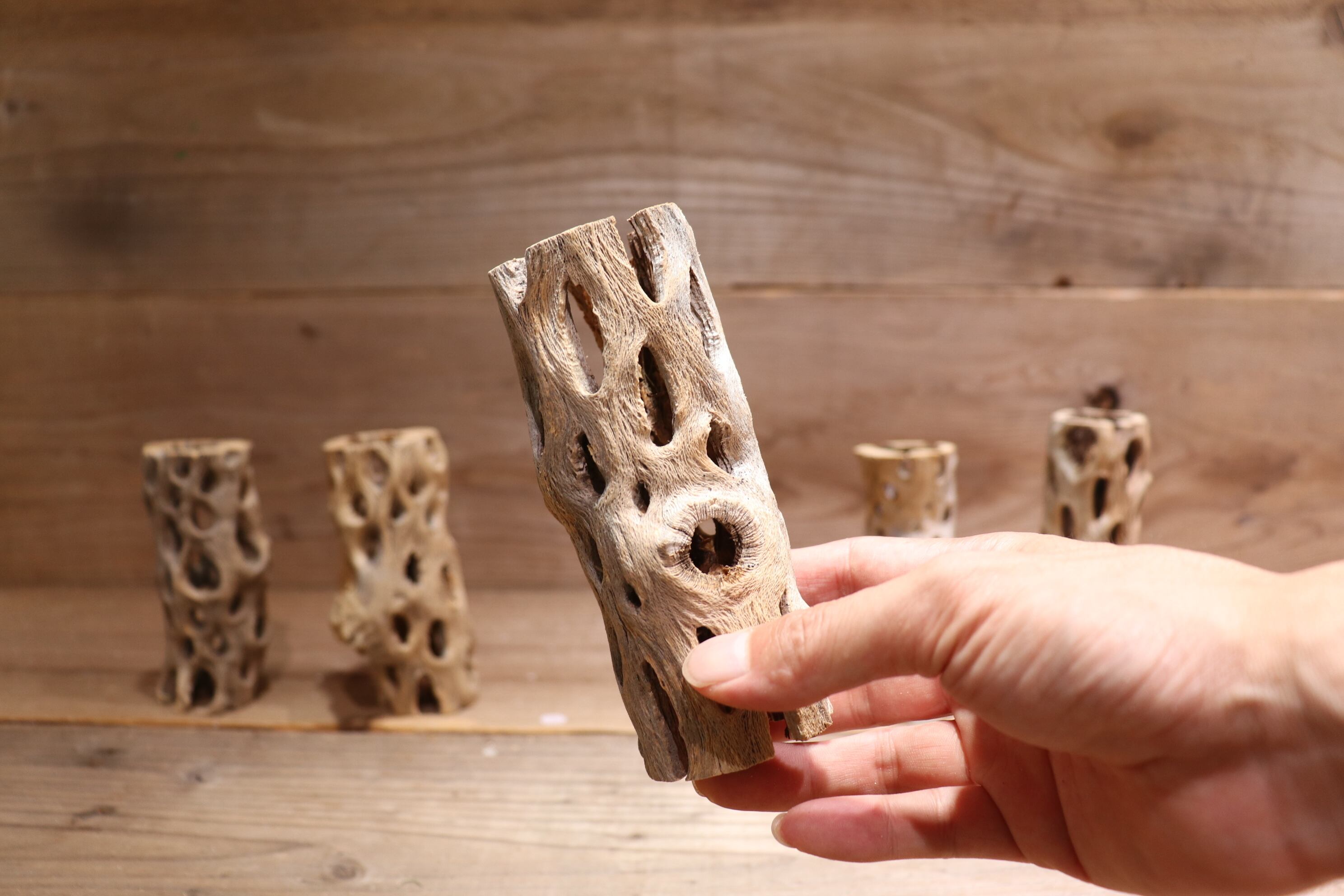 送料無料】カクタス スケルトン M (11-15cm) [M36-45] | plane plants