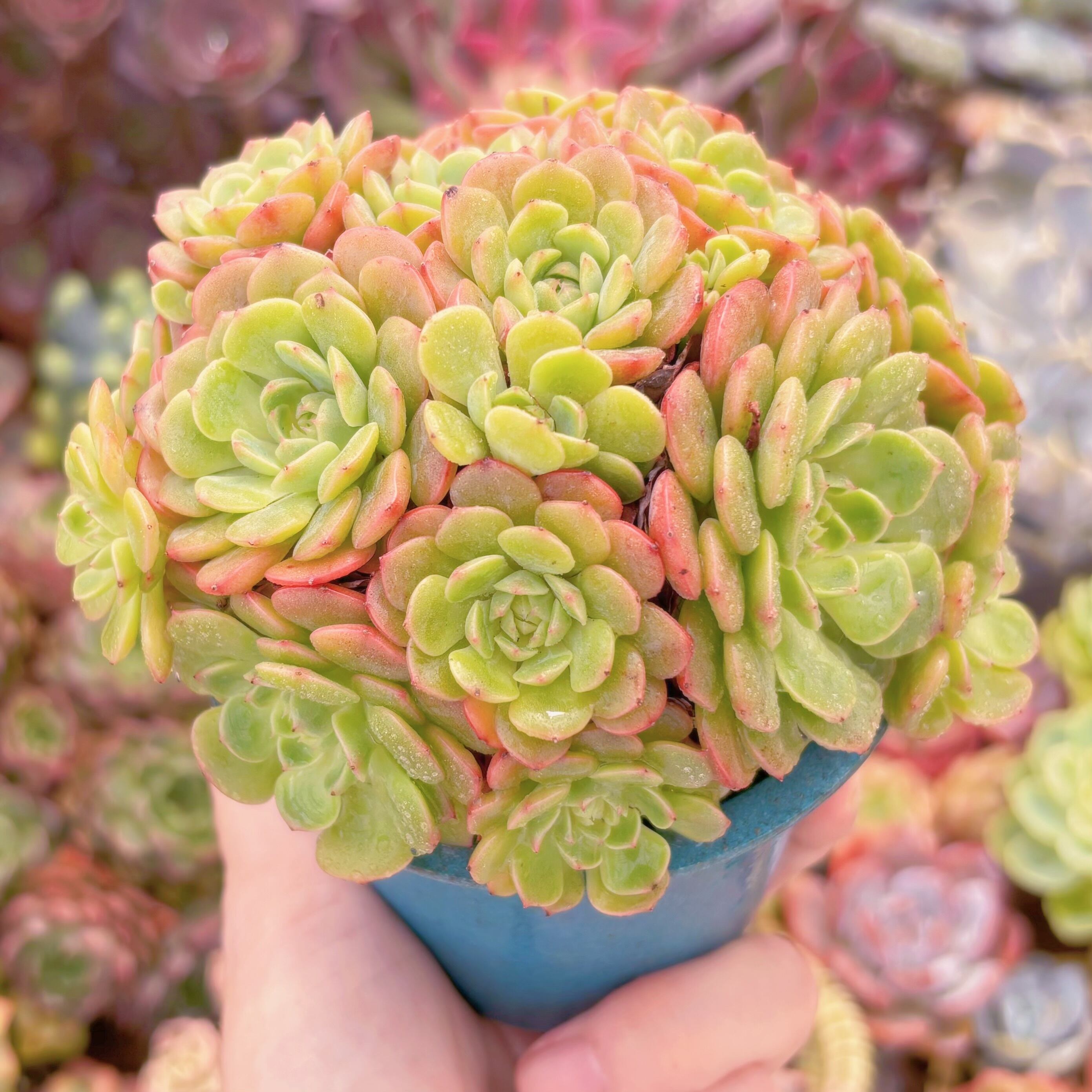 【8.ルル＊多肉植物販売会】 8.ルル＊多肉植物販売会】