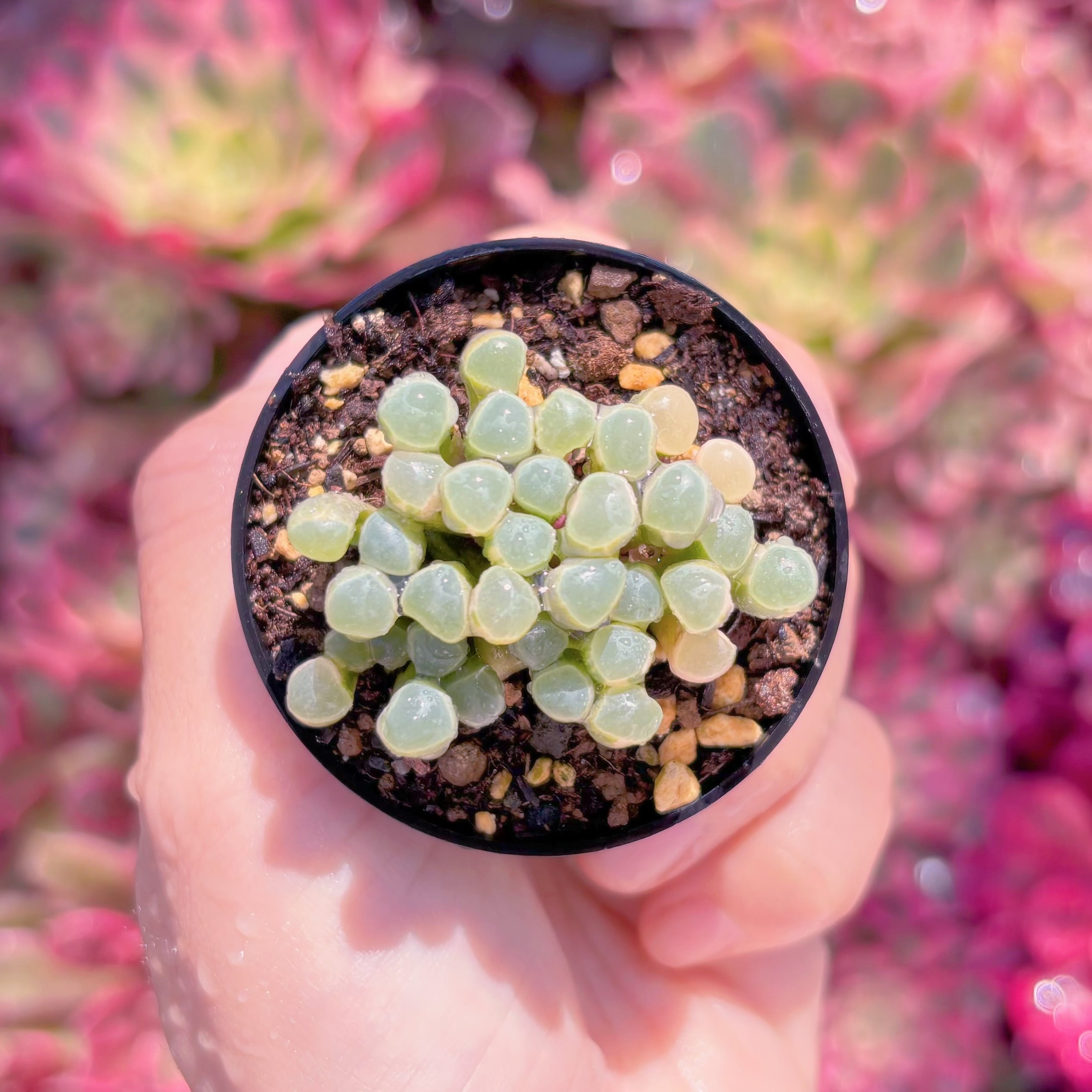 現品　五十鈴玉錦#F249　群生　美苗　希少　新入荷　るる農園