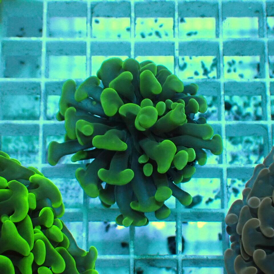 ナガレハナサンゴ / Hammer | HOUSE REEF(ハウスリーフ)サンゴ・海水魚