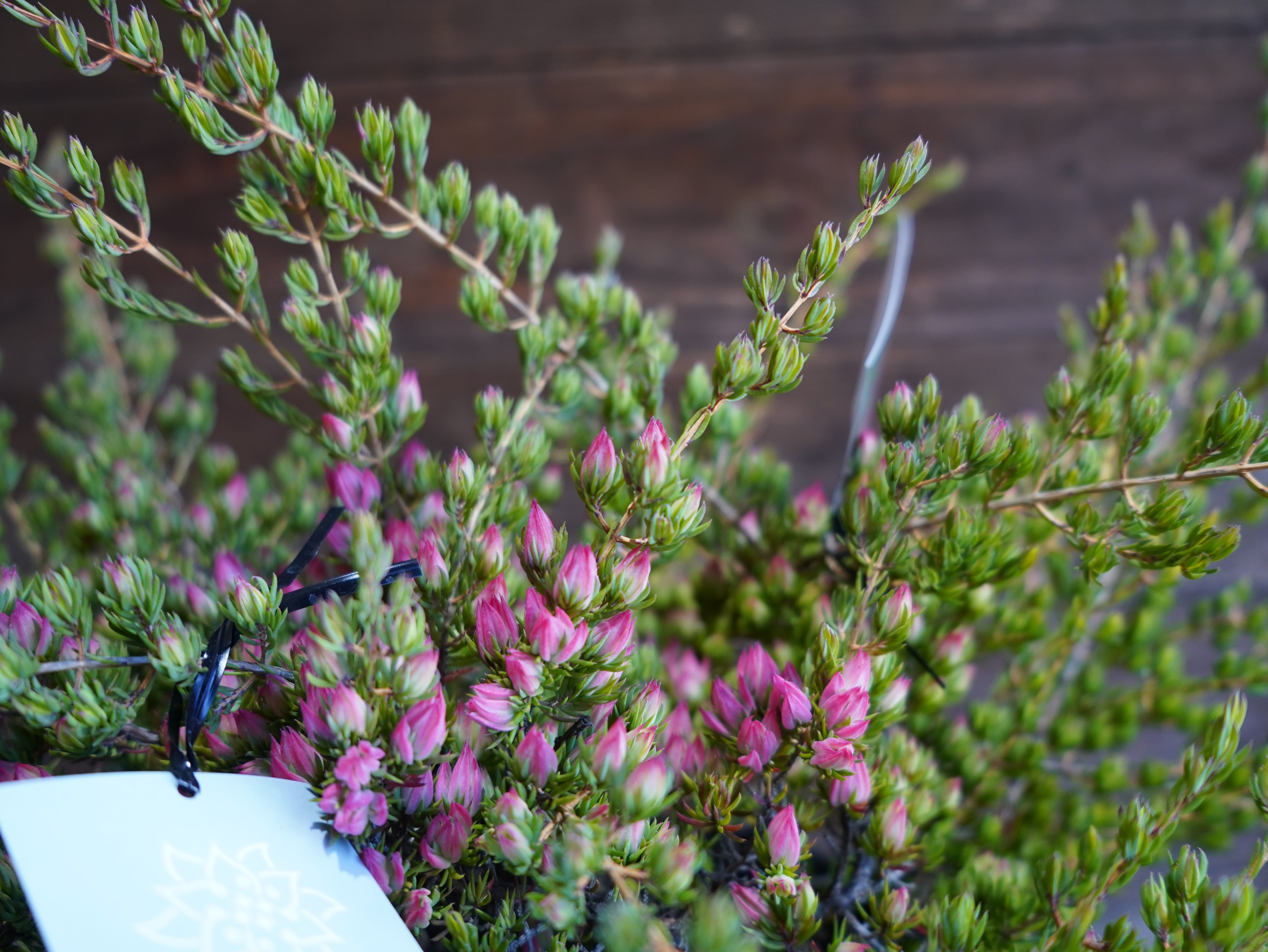 【現物】ダーウィニア "タクシフォリア"