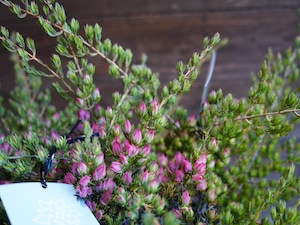 【現物】ダーウィニア "タクシフォリア"