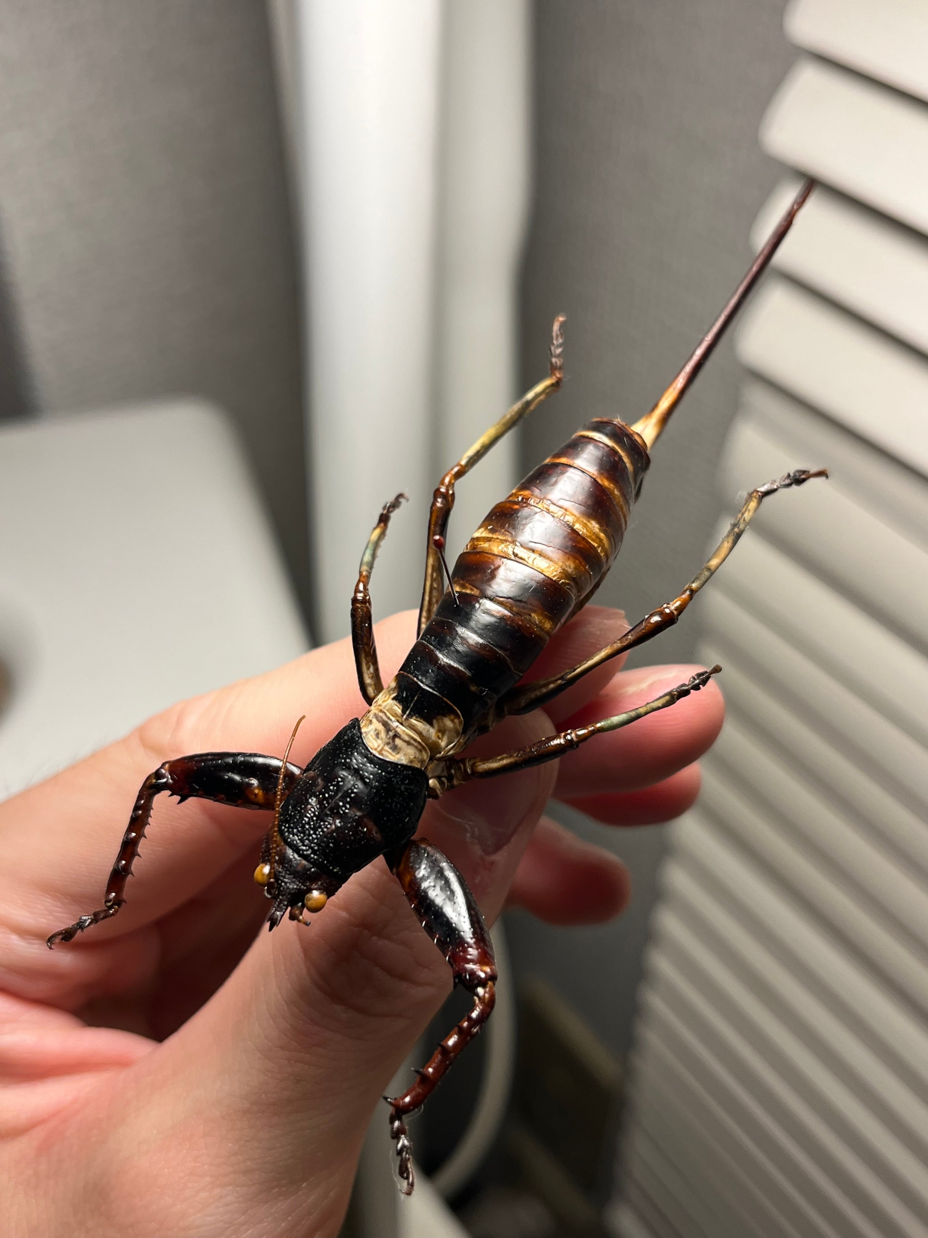 幻の蠍】レッドクロースコーピオン 全長4cm程 サソリムカデ