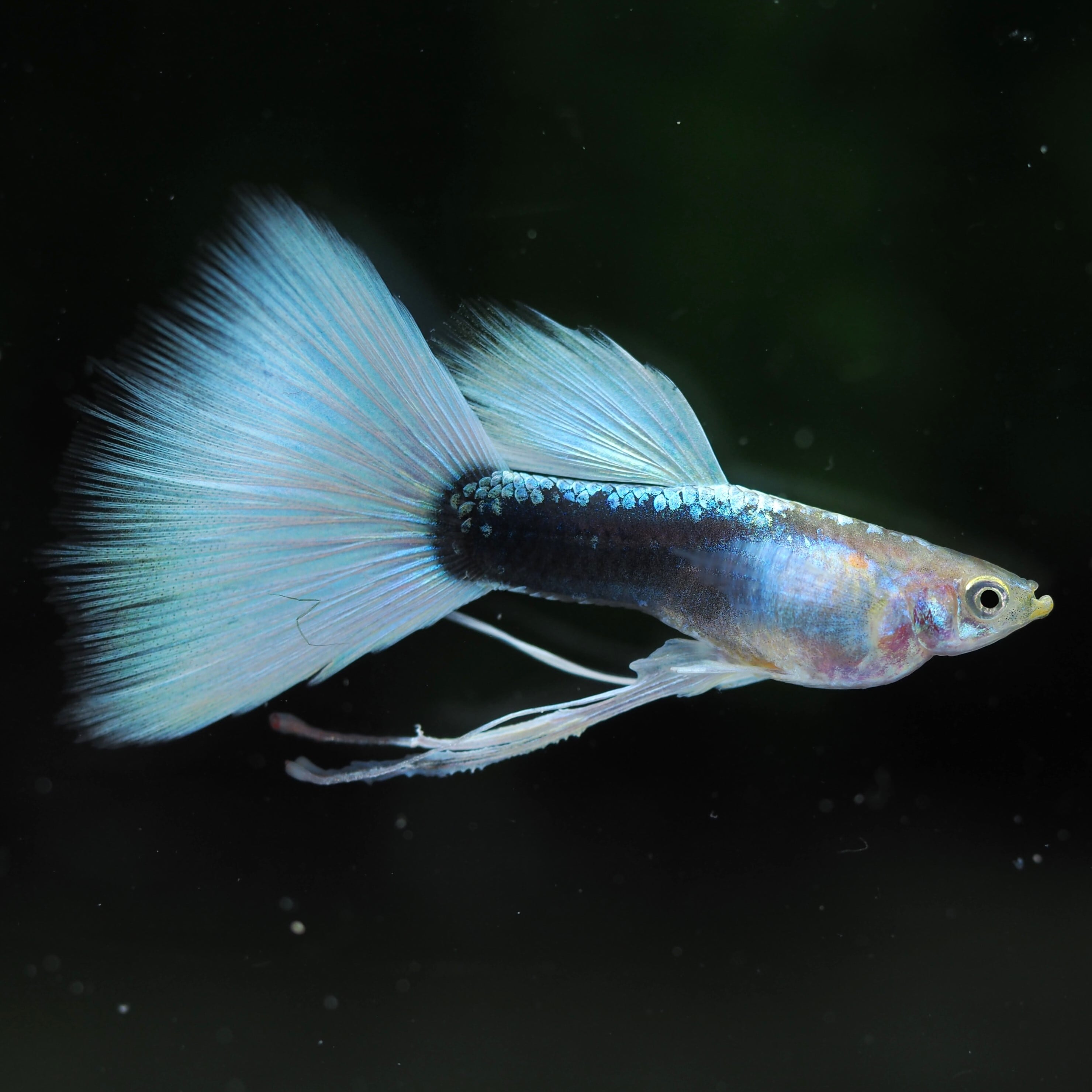 GUPPY | 伊豆グッピーファーム