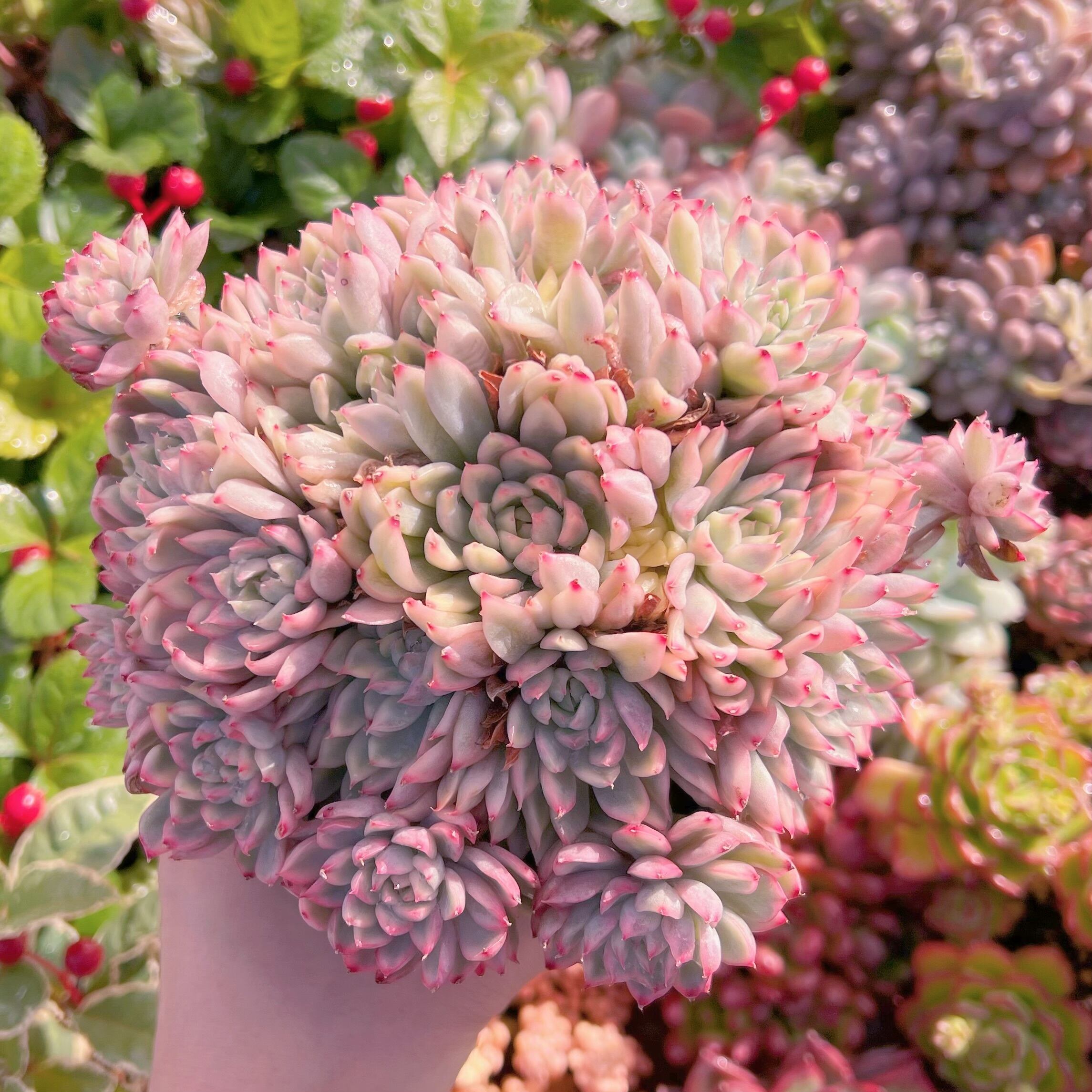 現品　女雛錦#558　新入荷　特大群生　るる農園