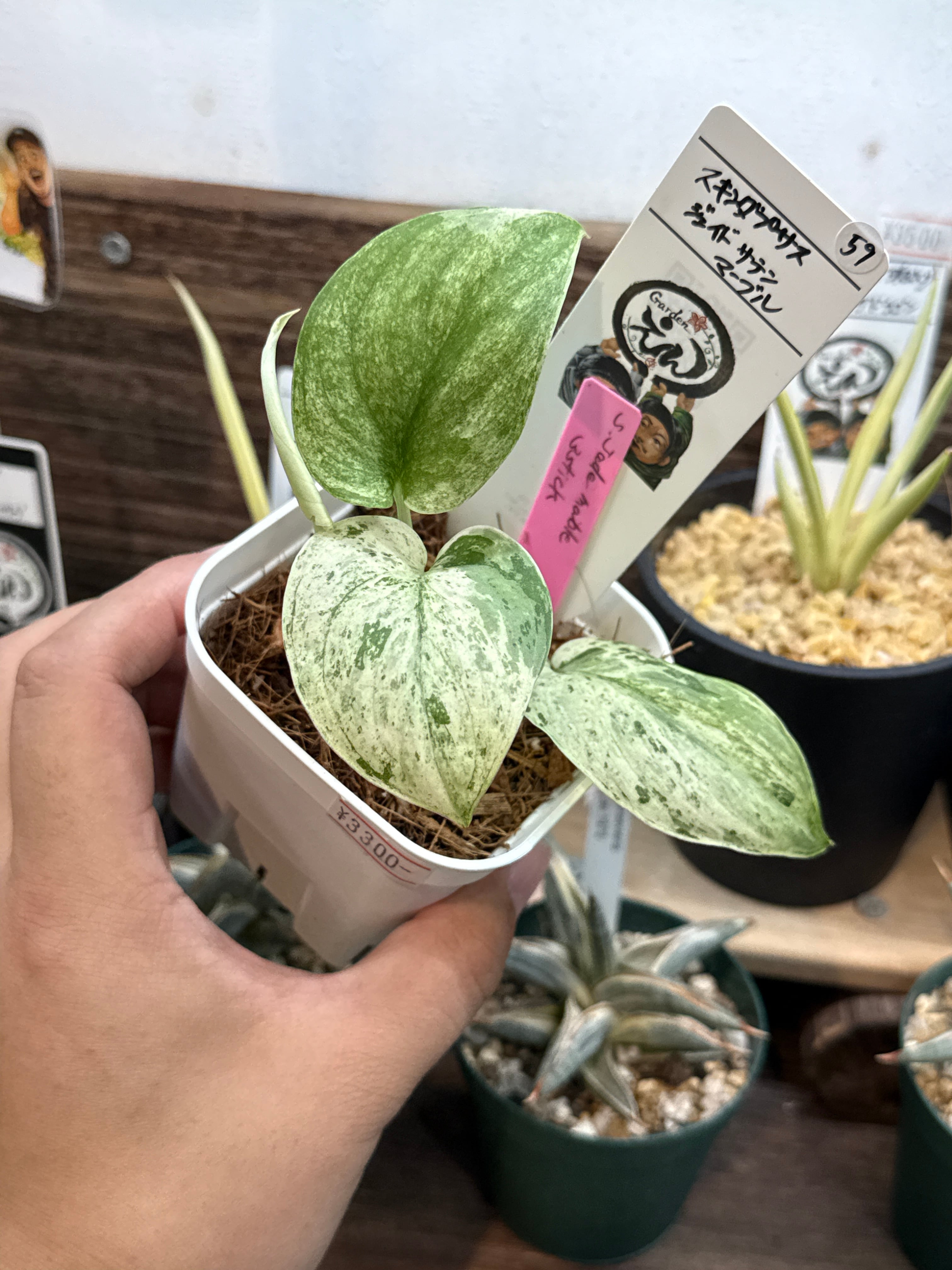 59. スキンダプサス ジェイドサテンマーブル | Gardenえん 【観葉熱帯