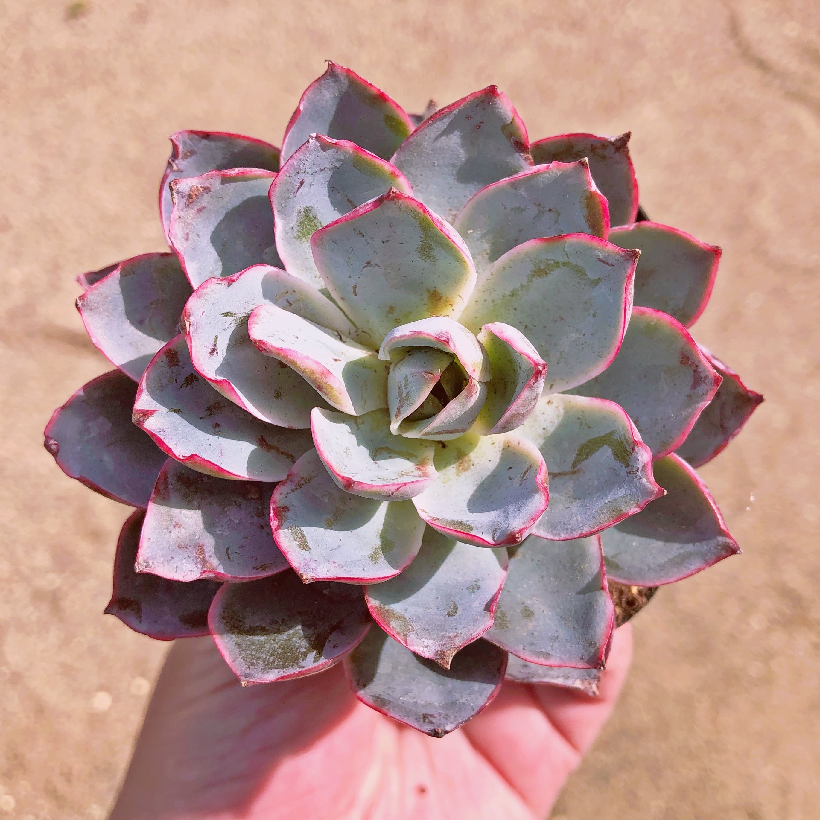 多肉植物　ヘラ　