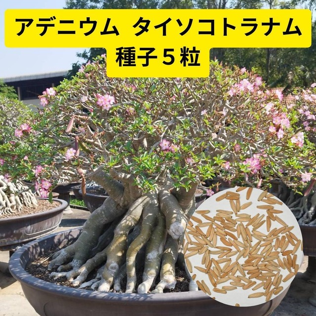 種子10粒】アデニウム アラビカム タイソコトラナム 2024年2月入荷分 
