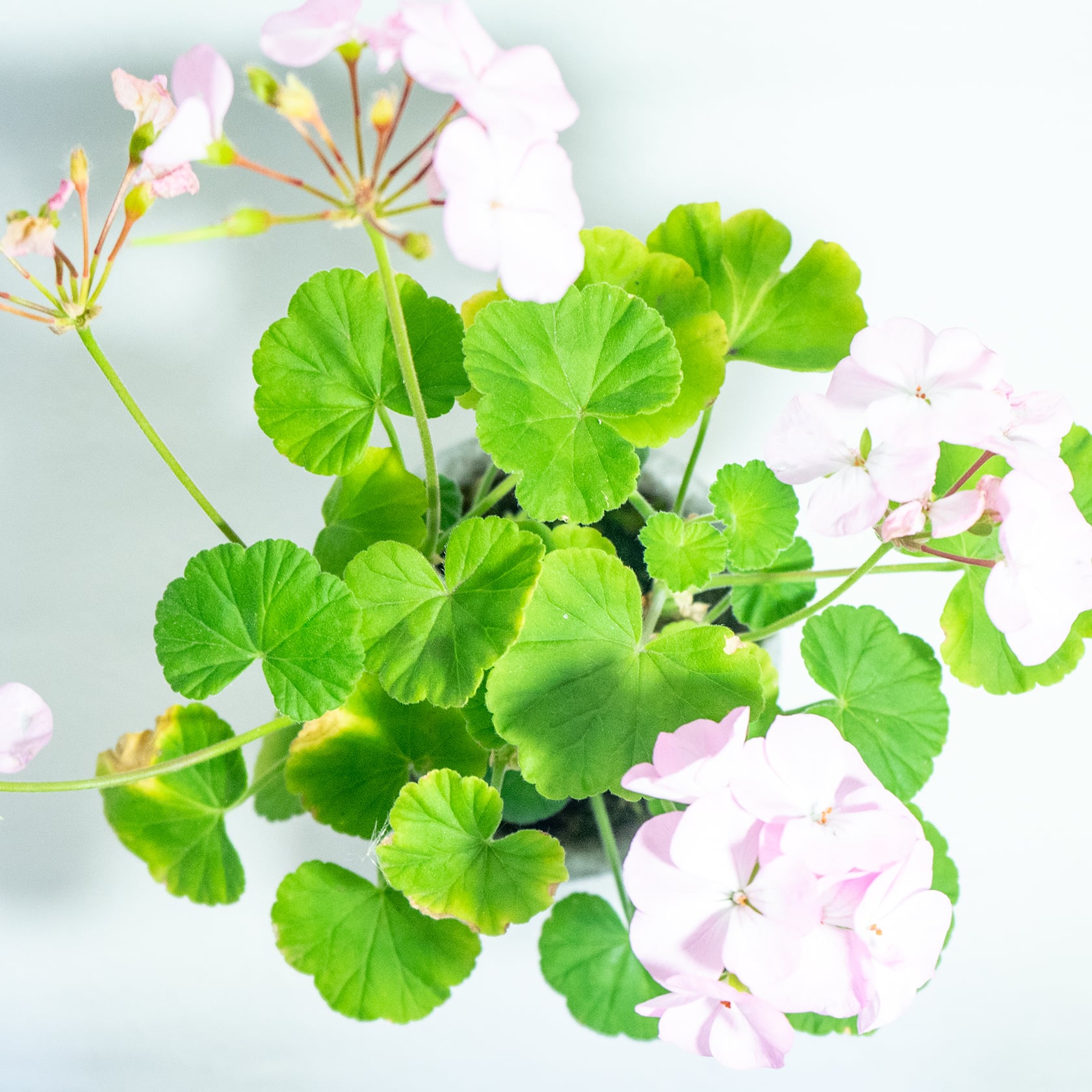 お庭やベランダで育てるゼラニウムとシッポゴケの鉢植え｜無機質でどんな場所とも相性のいい手作りモルタル鉢｜送料全国一律850円