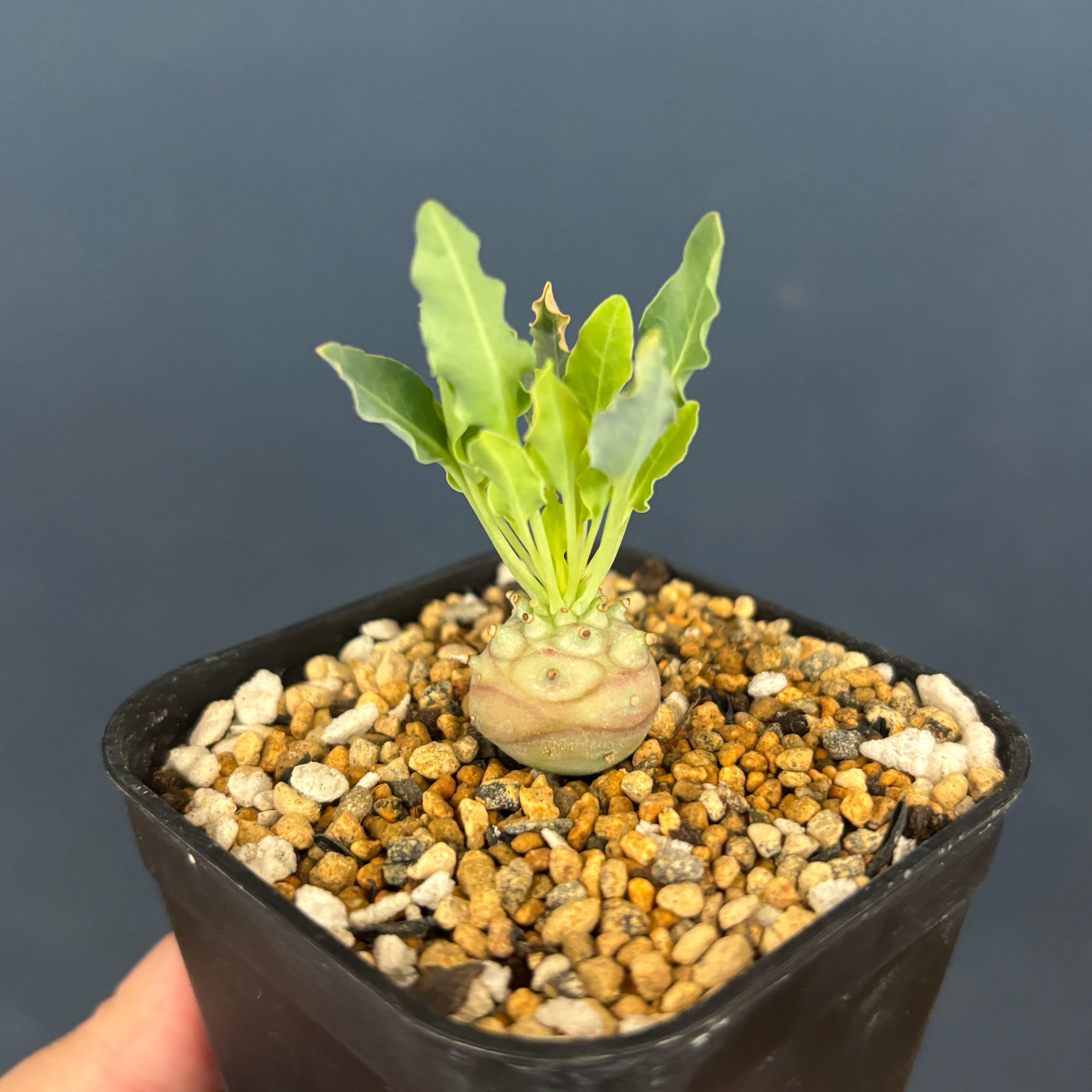 ユーフォルビア グロブリカウリス【20】 | PROTOLEAF プロトリーフ